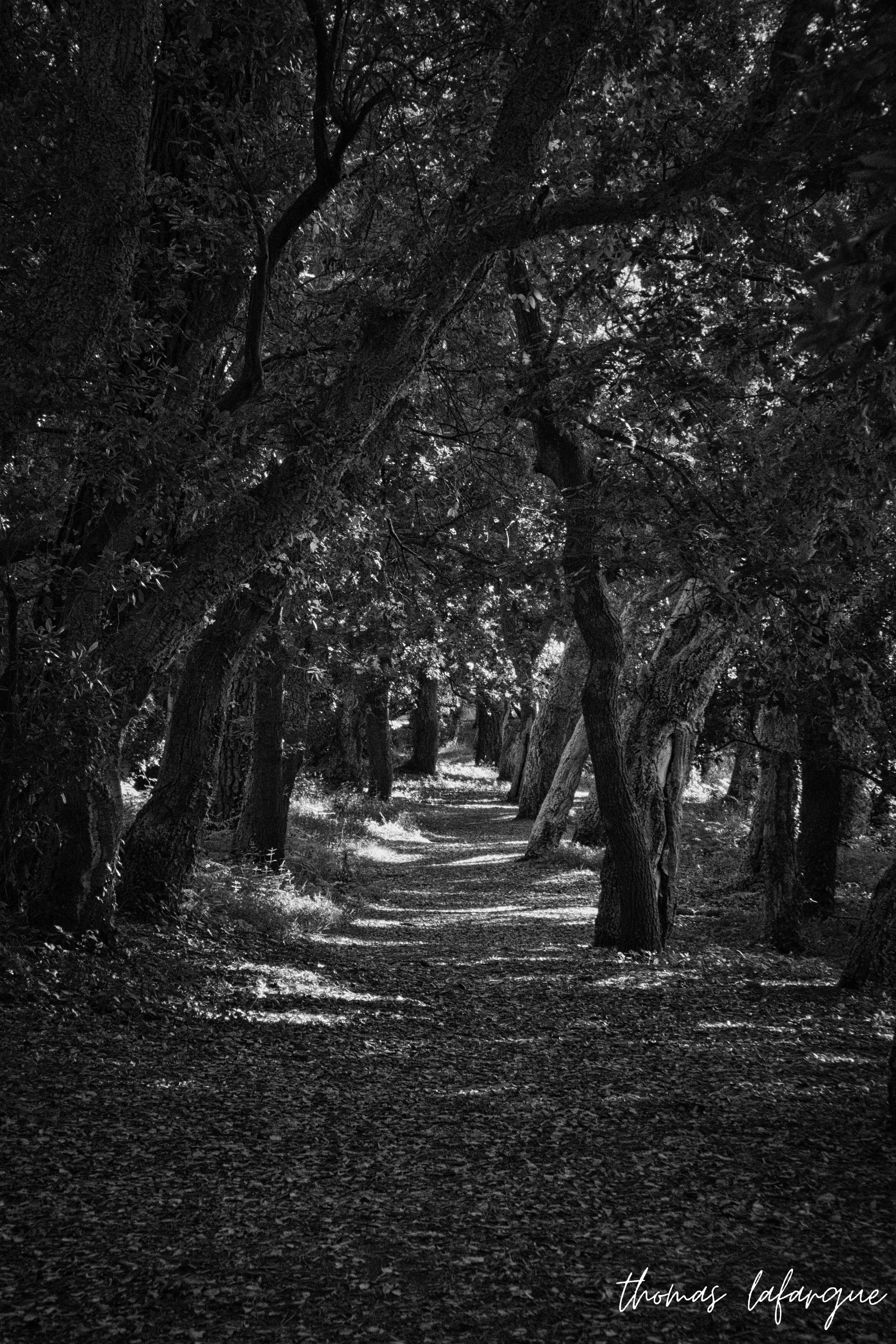 photo de la forêt landaise 