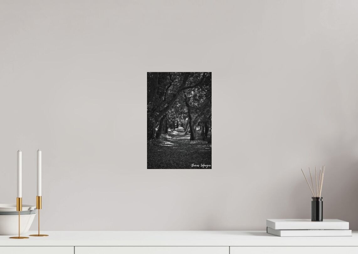 photo de la forêt landaise 
