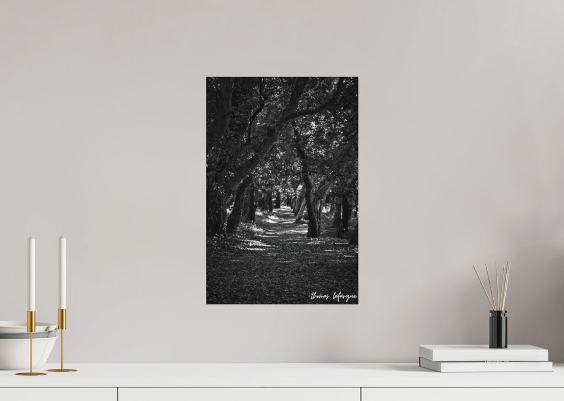 photo de la forêt landaise 