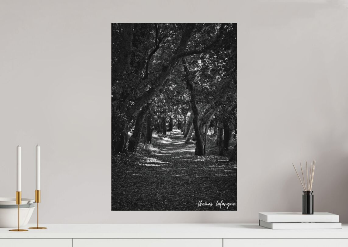 photo de la forêt landaise 