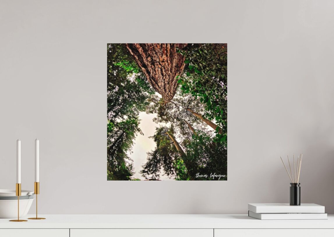 Photo d'arbre majestueux