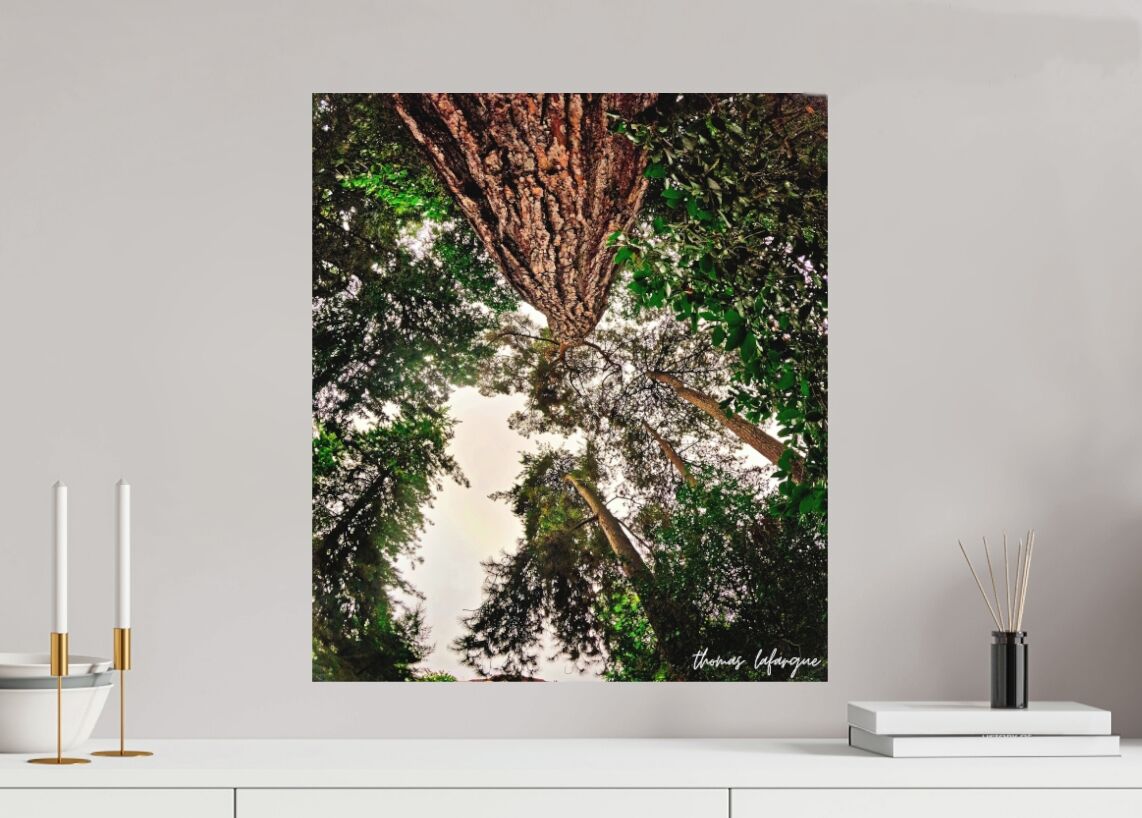 Photo d'arbre majestueux
