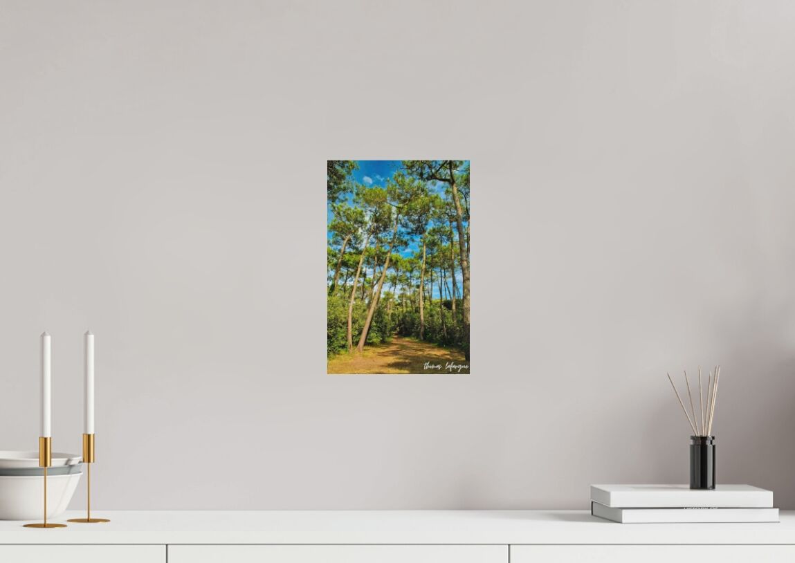 photo d'une forêt pins