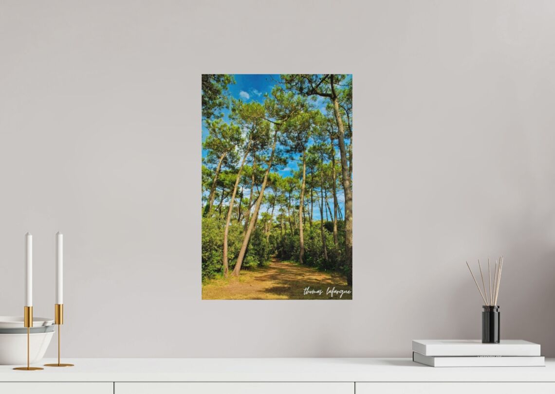 photo d'une forêt pins