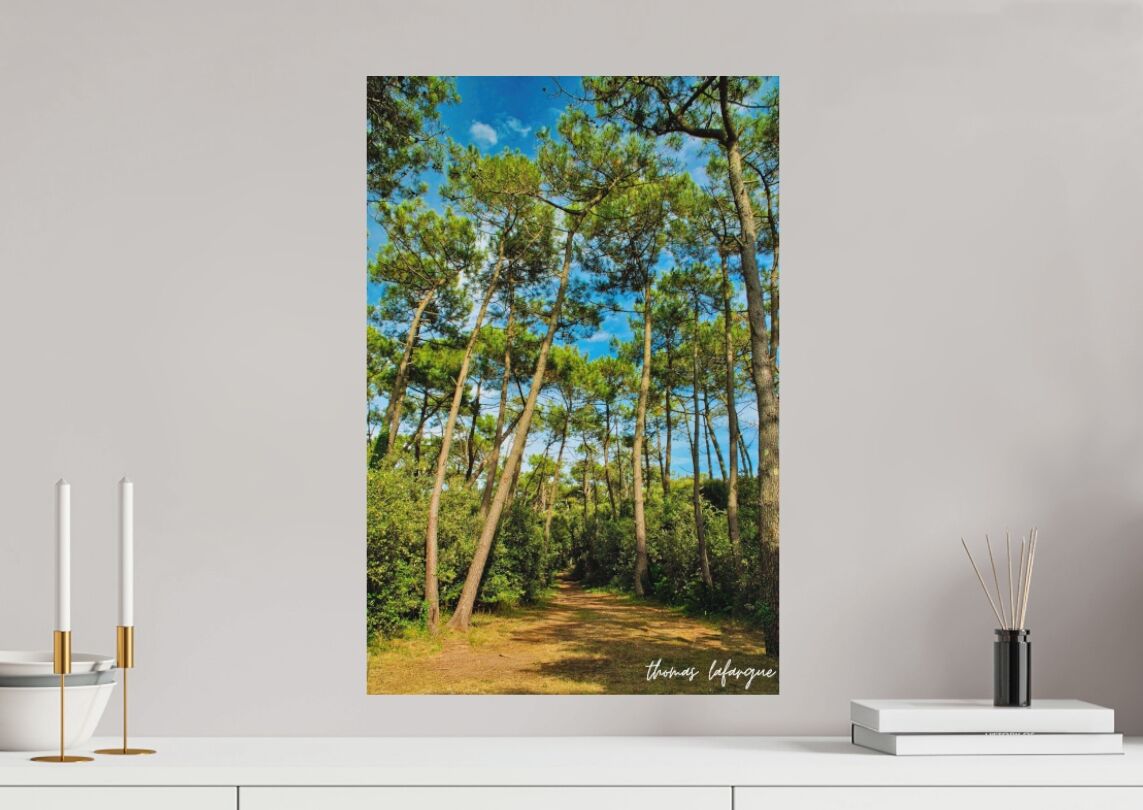 photo d'une forêt pins
