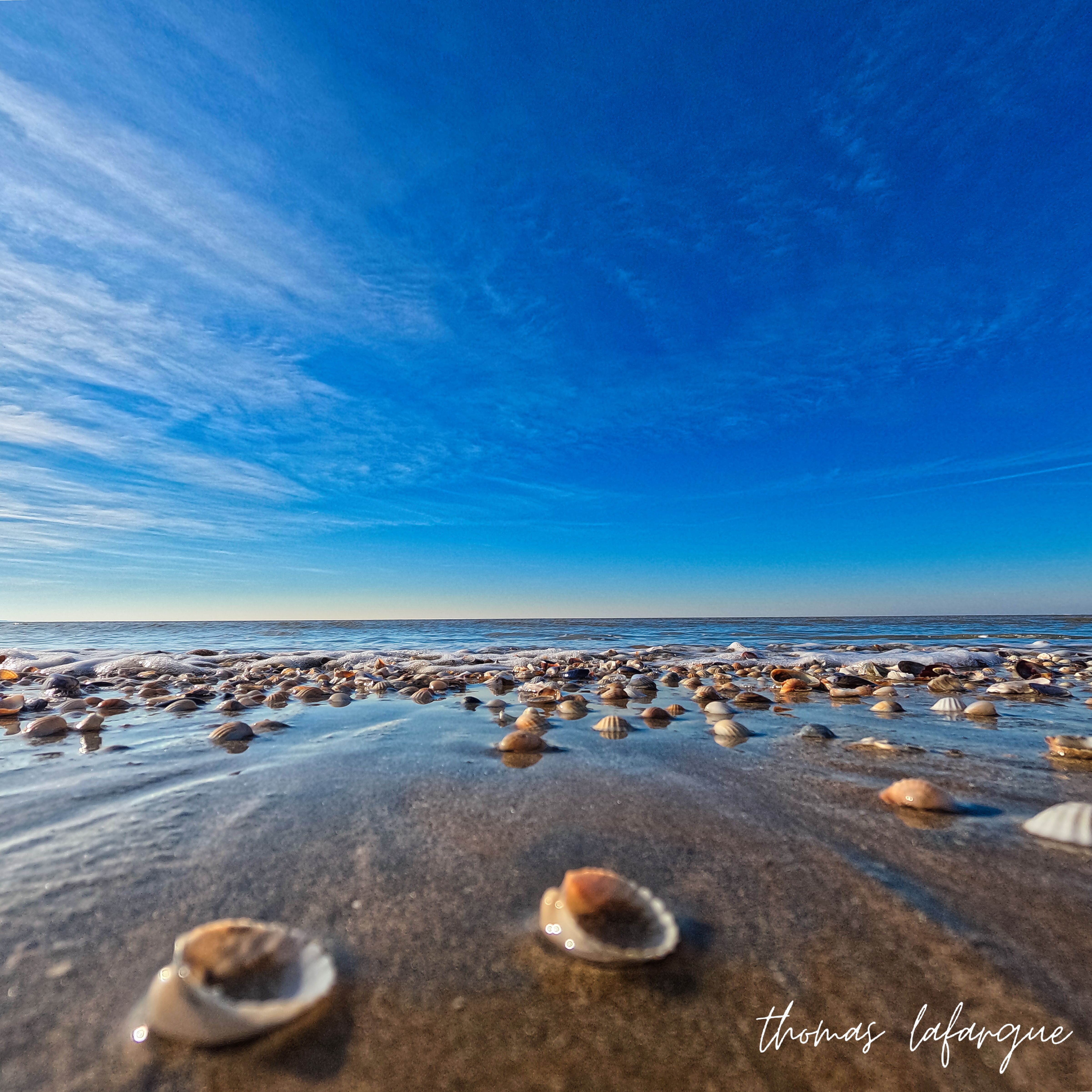 Coquillages sur la Plage