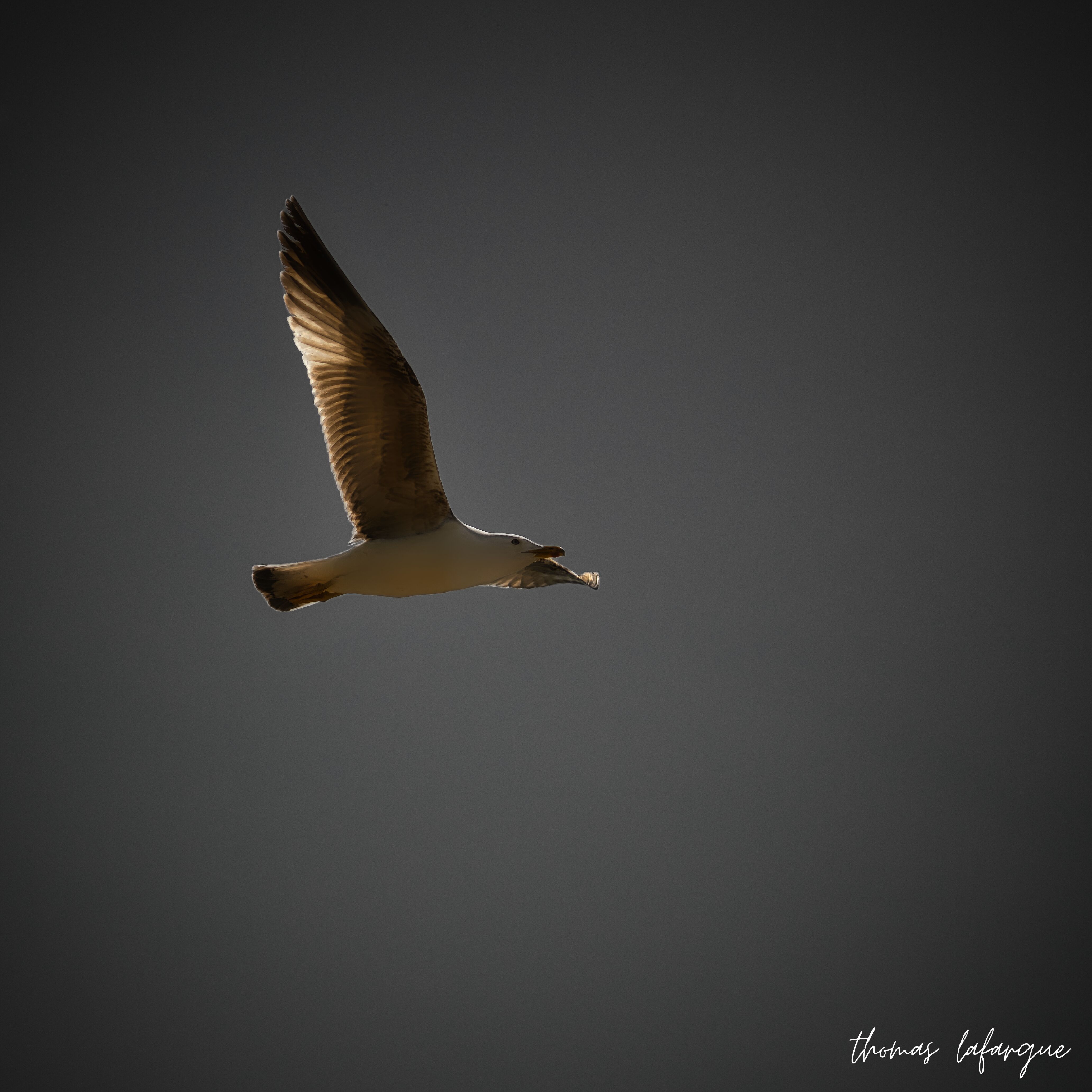 Photographie d'oiseau en vol
