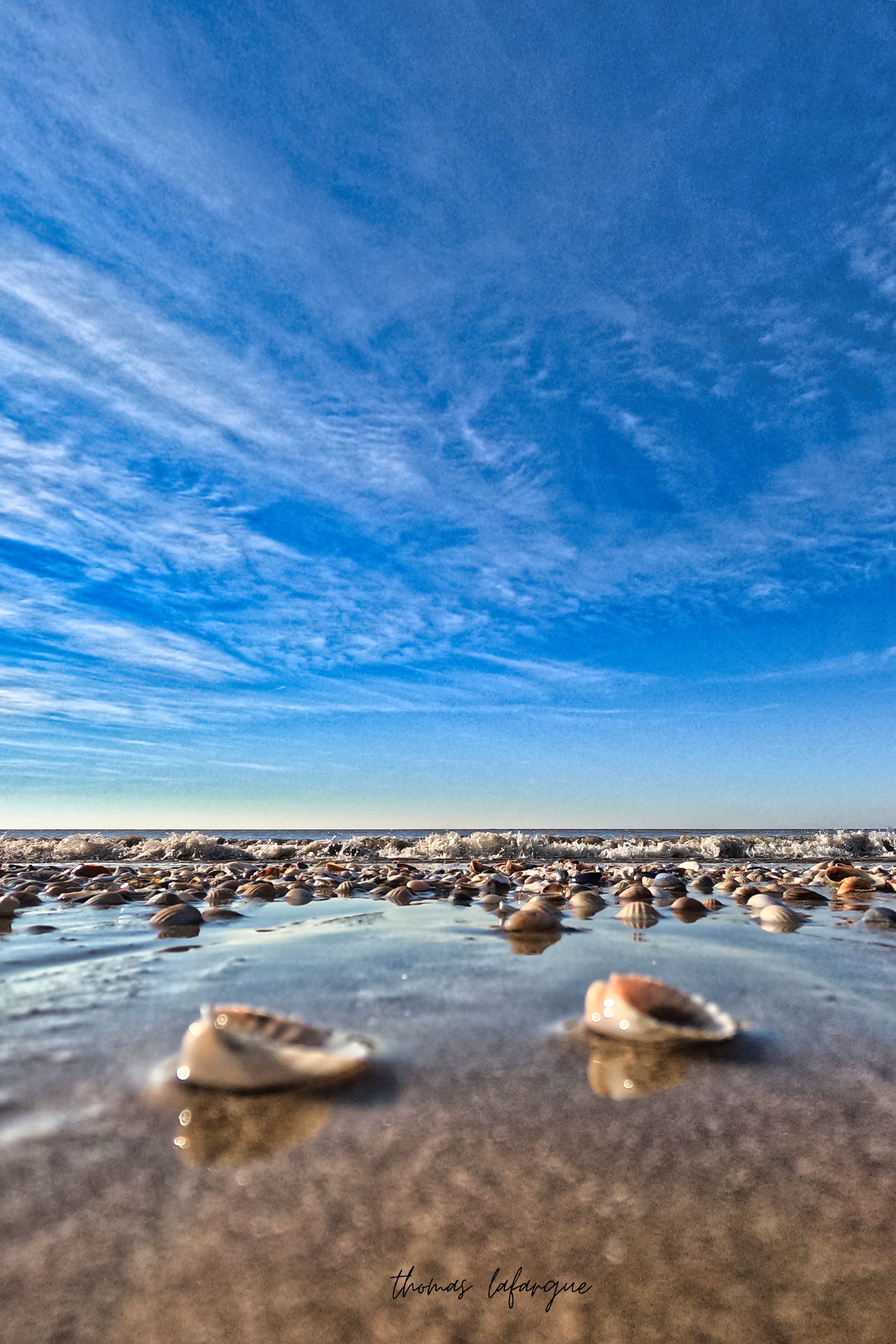 Coquillage de plage