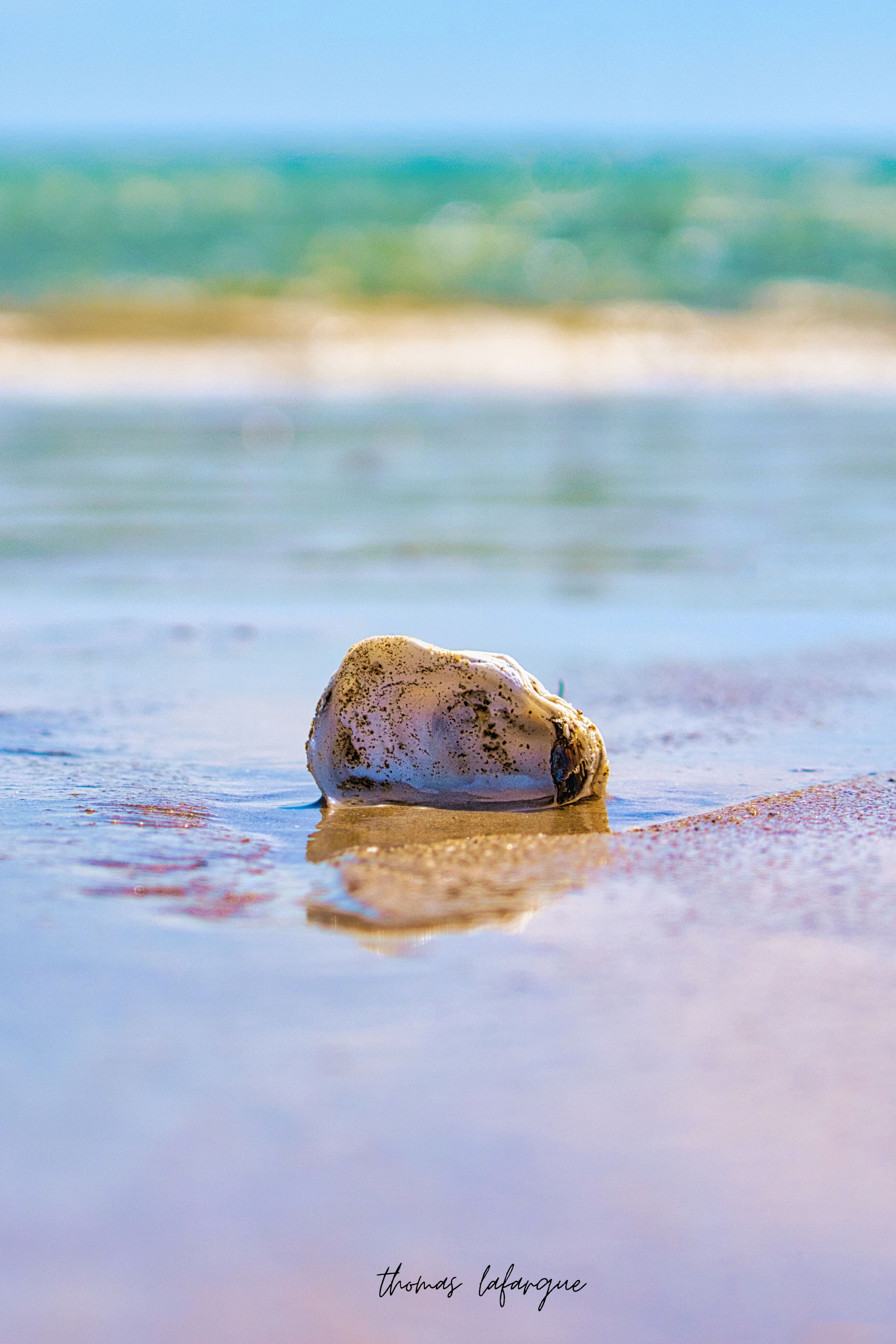 coquillage de plage