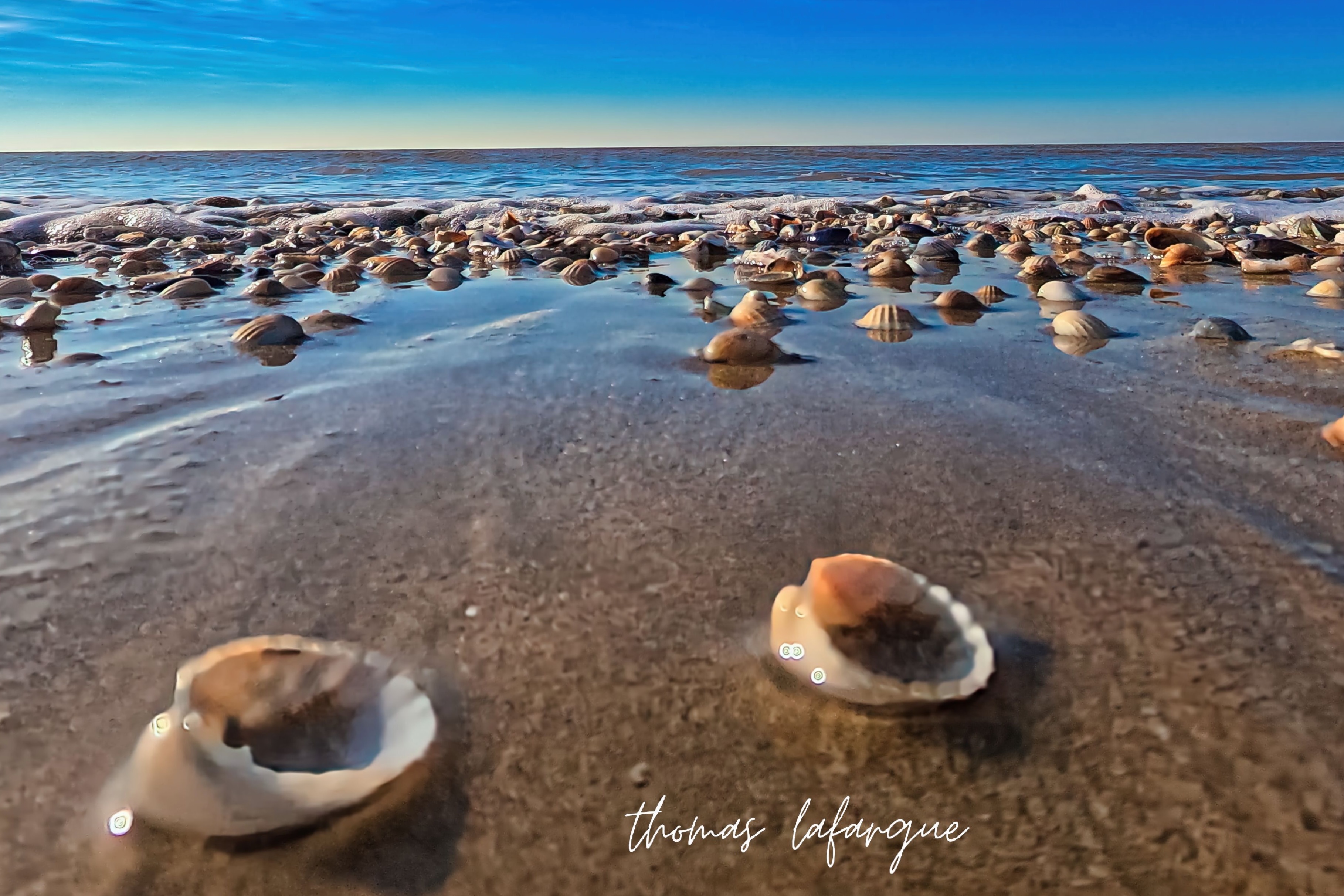 Coquillage de plage