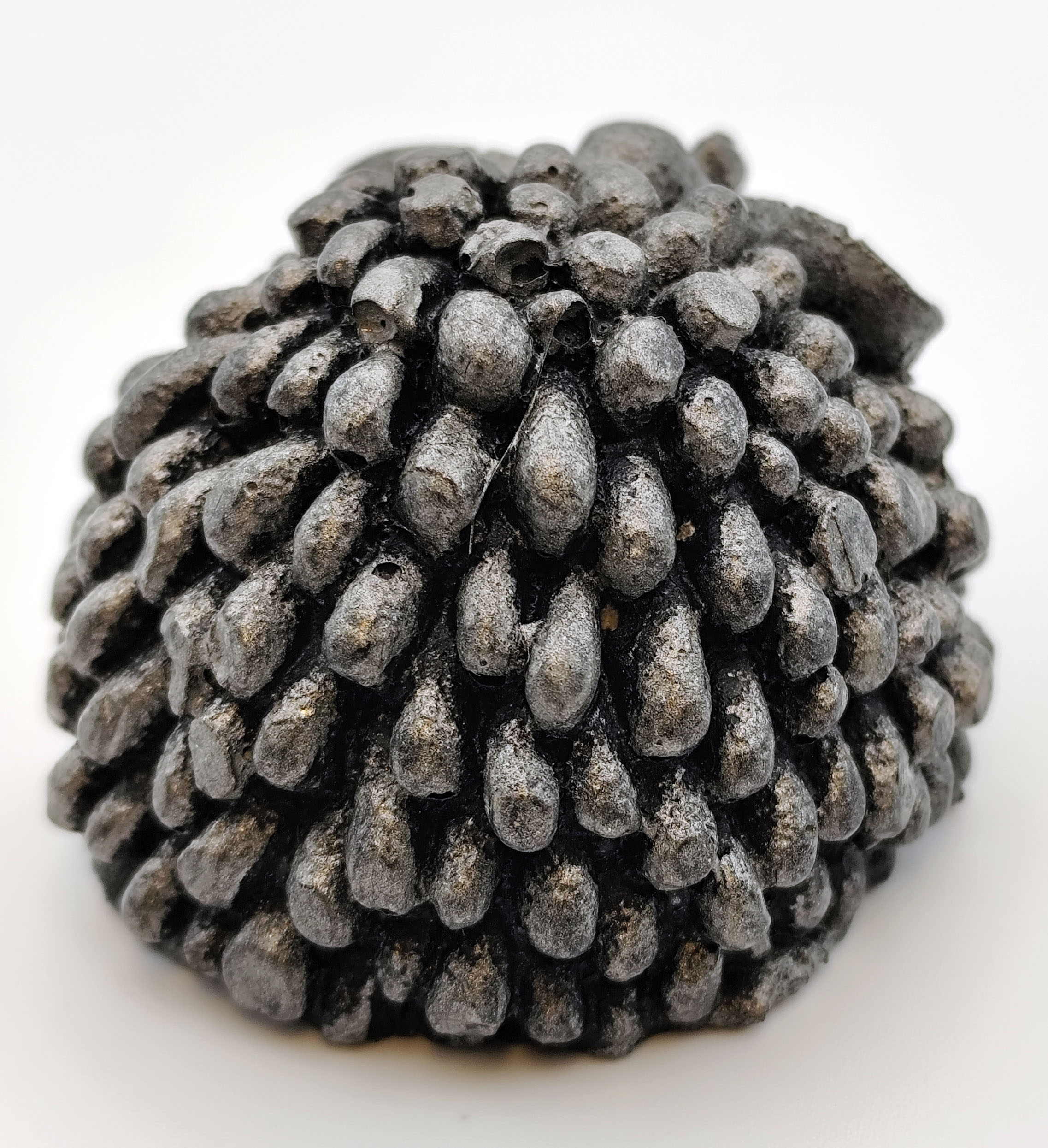 Betoonist tilluke lammas