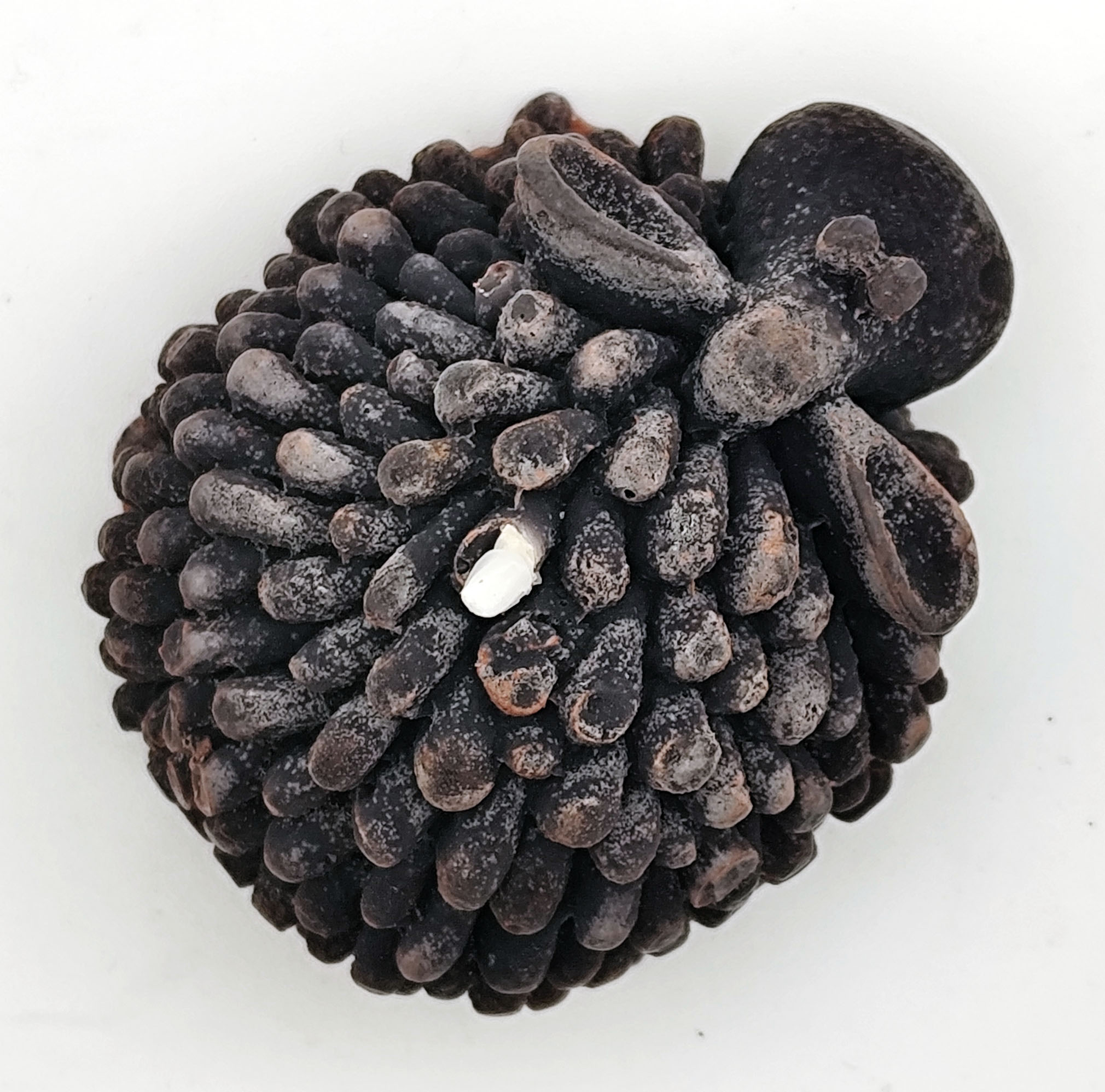 Küünal - Tilluke lammas