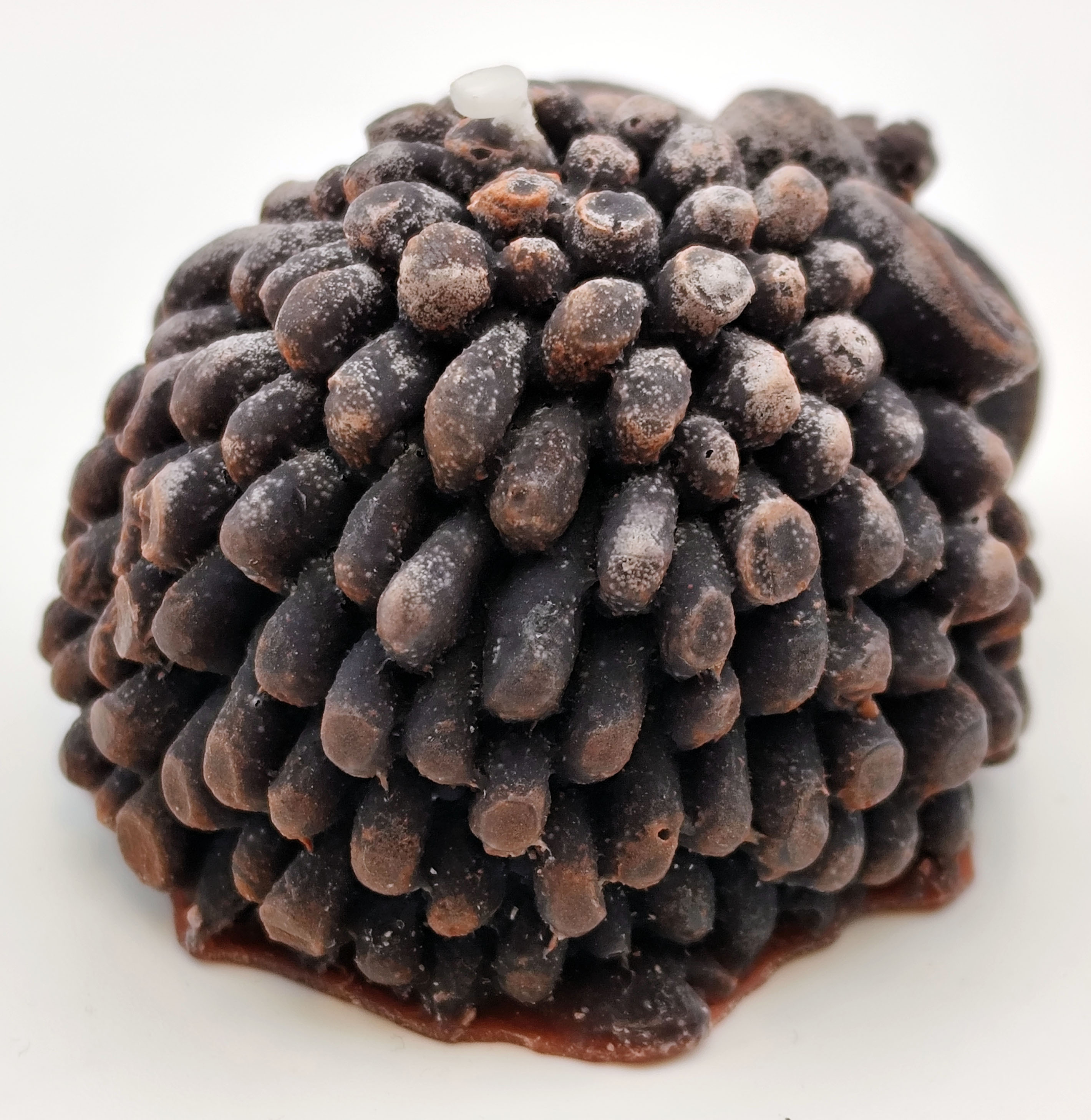 Küünal - Tilluke lammas