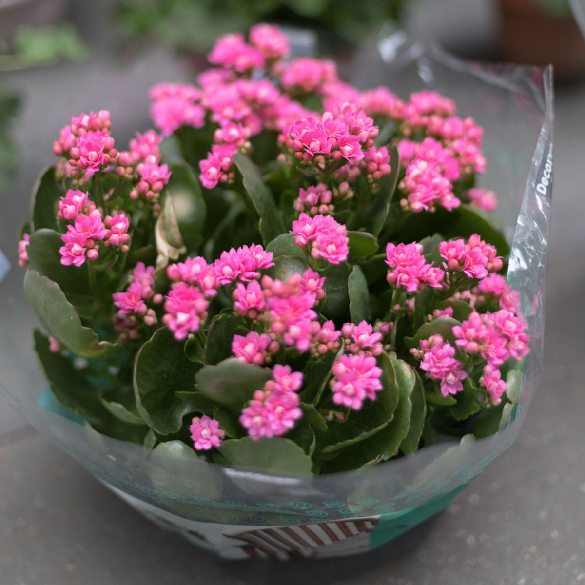 Fleurs naturelles