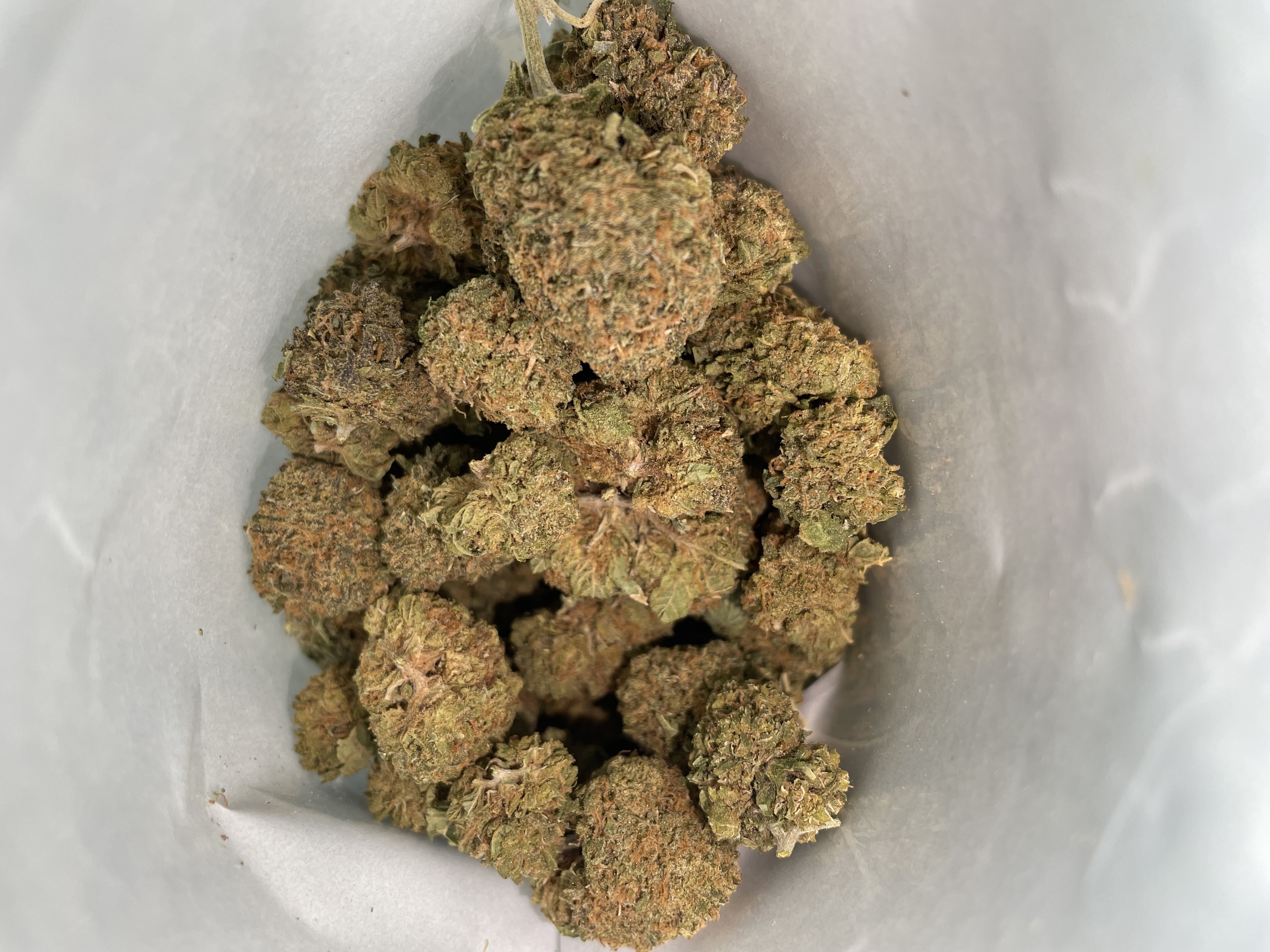 Sugar Black Rose (I)