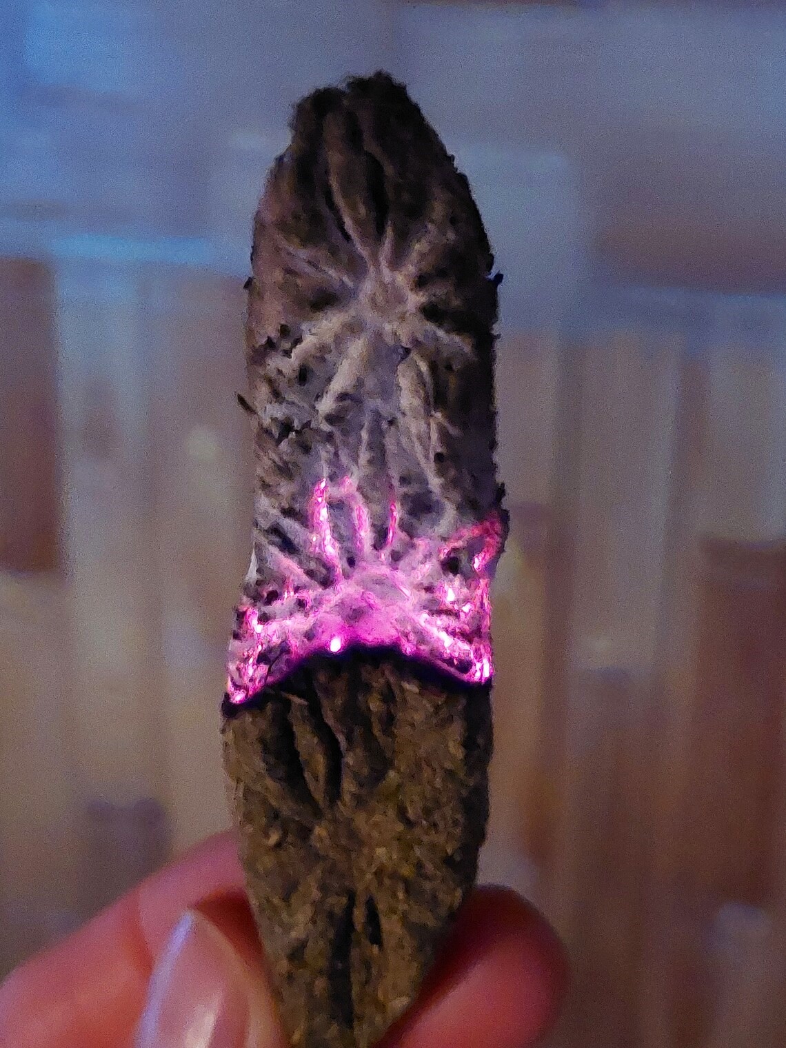 ABSENTO FĖJA☆ Pelyno Smilkalai Su Šalaviju, Vingiorykšte, Mira, Žvaigždanyžiu