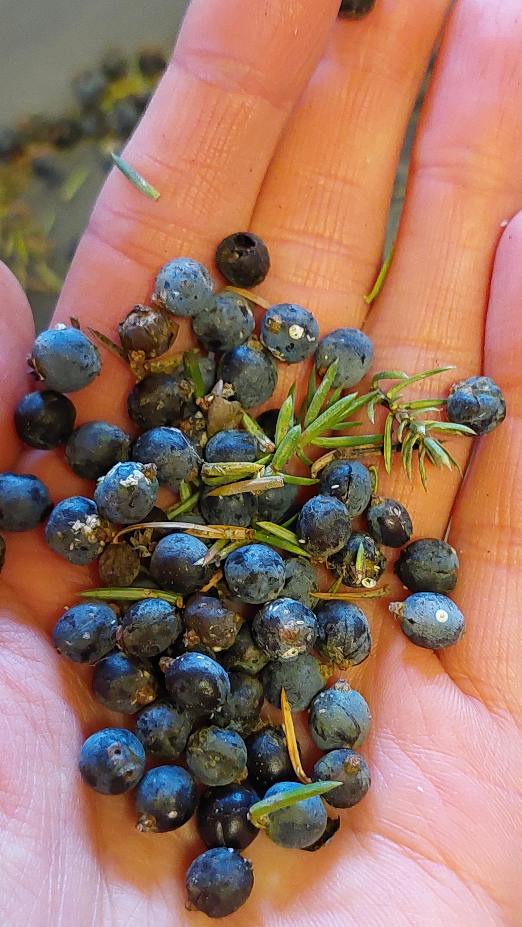 KANAPINIAI Kadaginiai Smilkalai Namų Dvasiukai