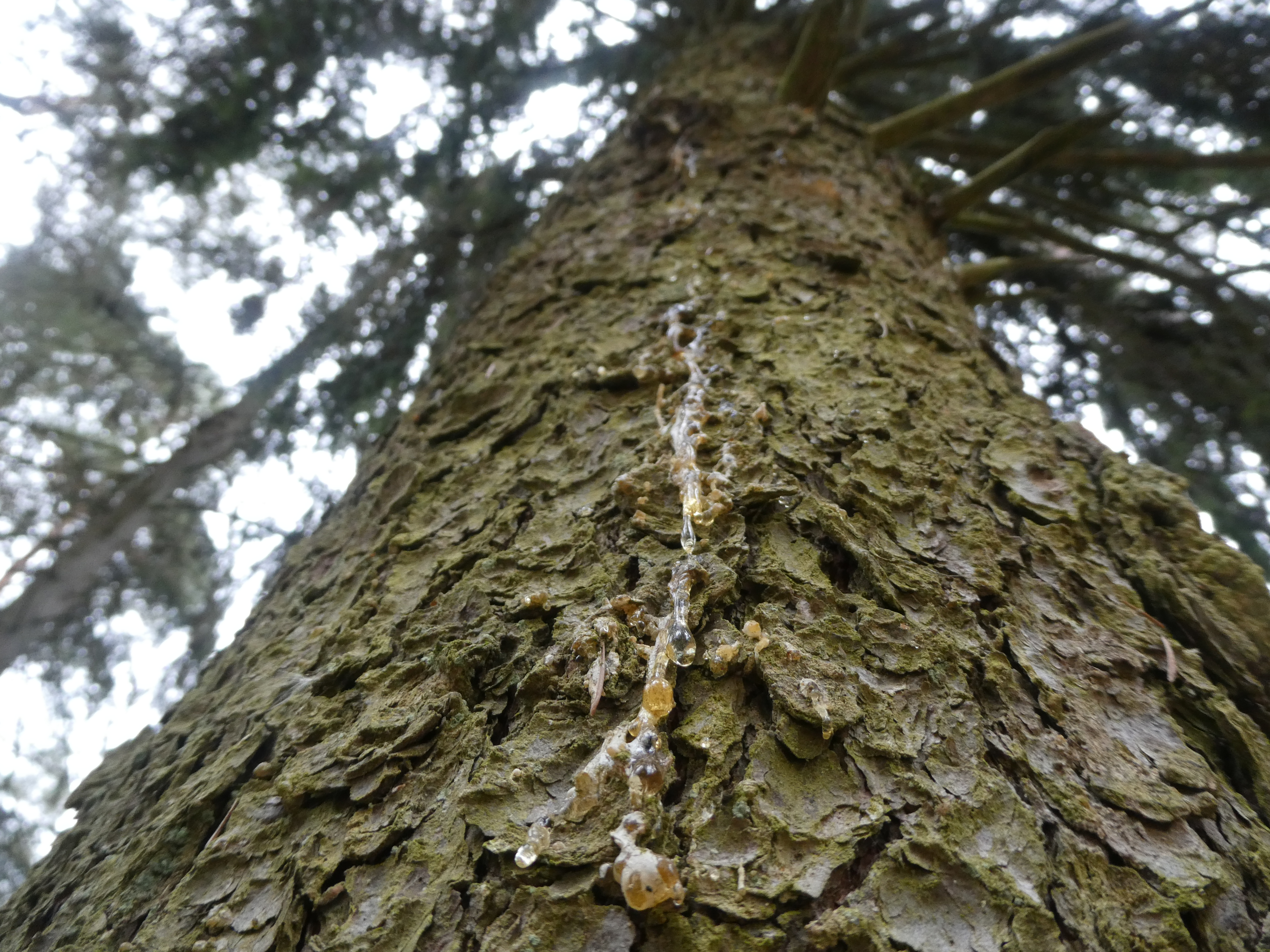 EGLĖS SAKAI SMILKYMUI/ Rinkti Rankomis