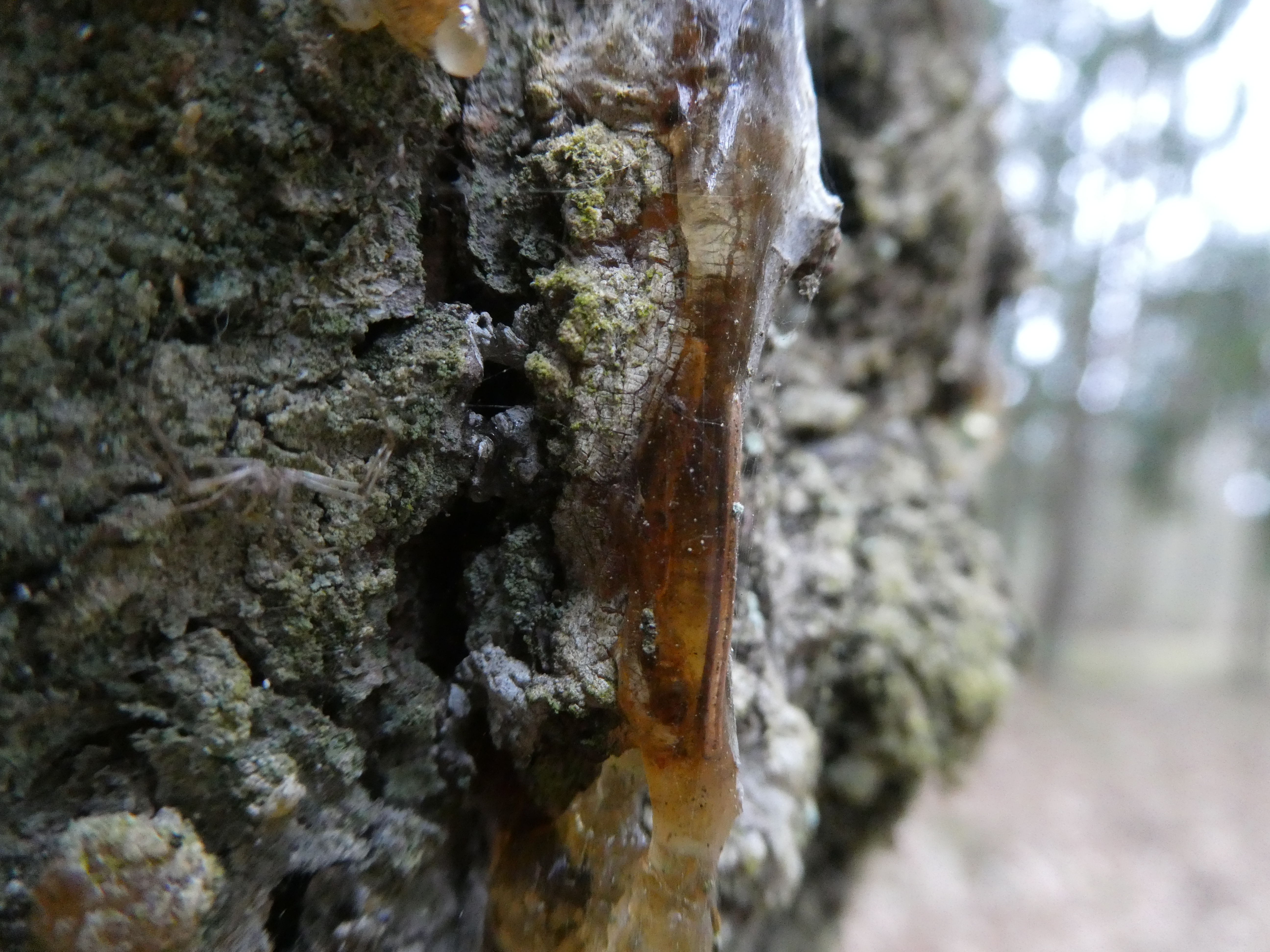 EGLĖS SAKAI SMILKYMUI/ Rinkti Rankomis
