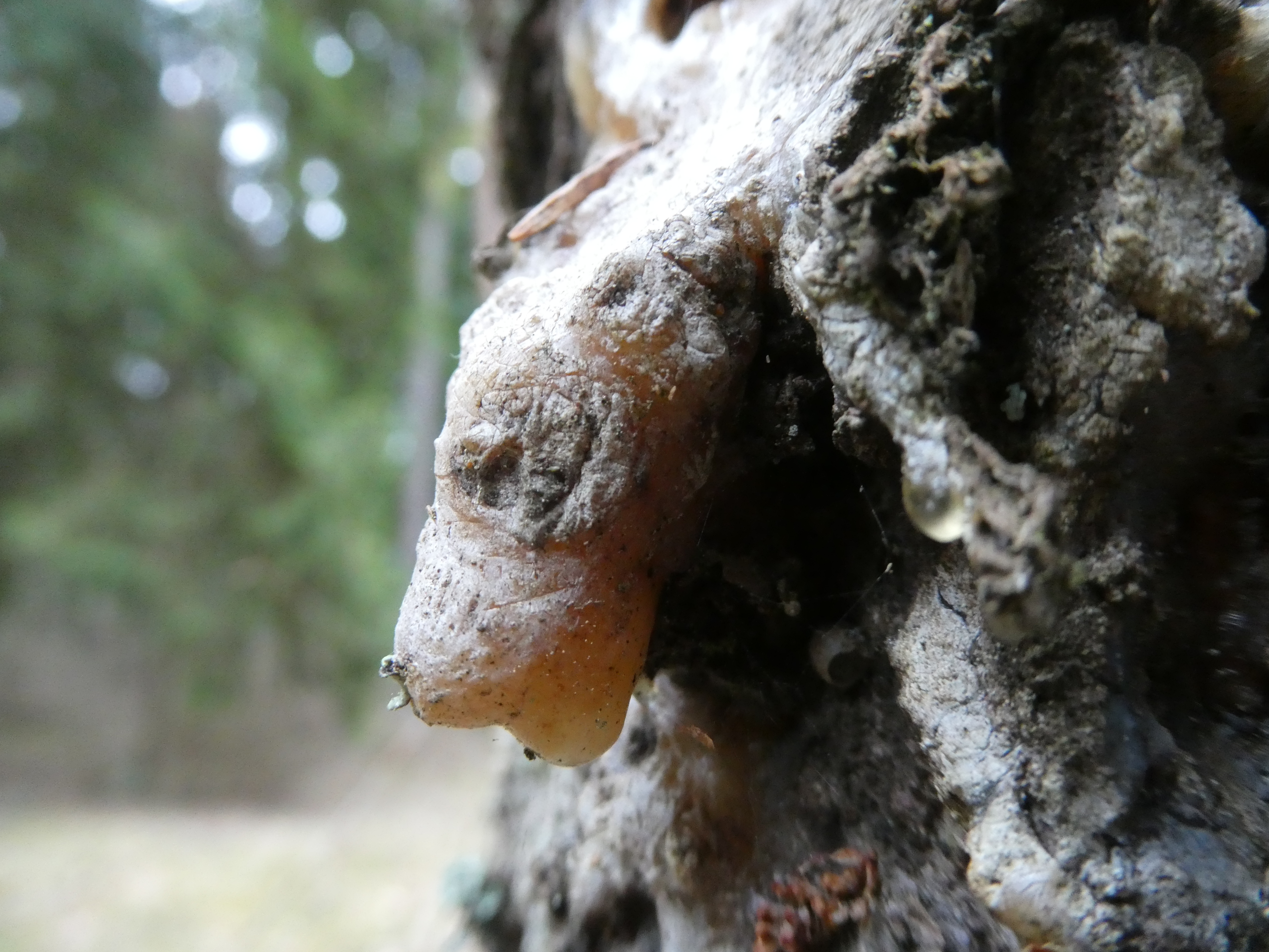 EGLĖS SAKAI SMILKYMUI/ Rinkti Rankomis