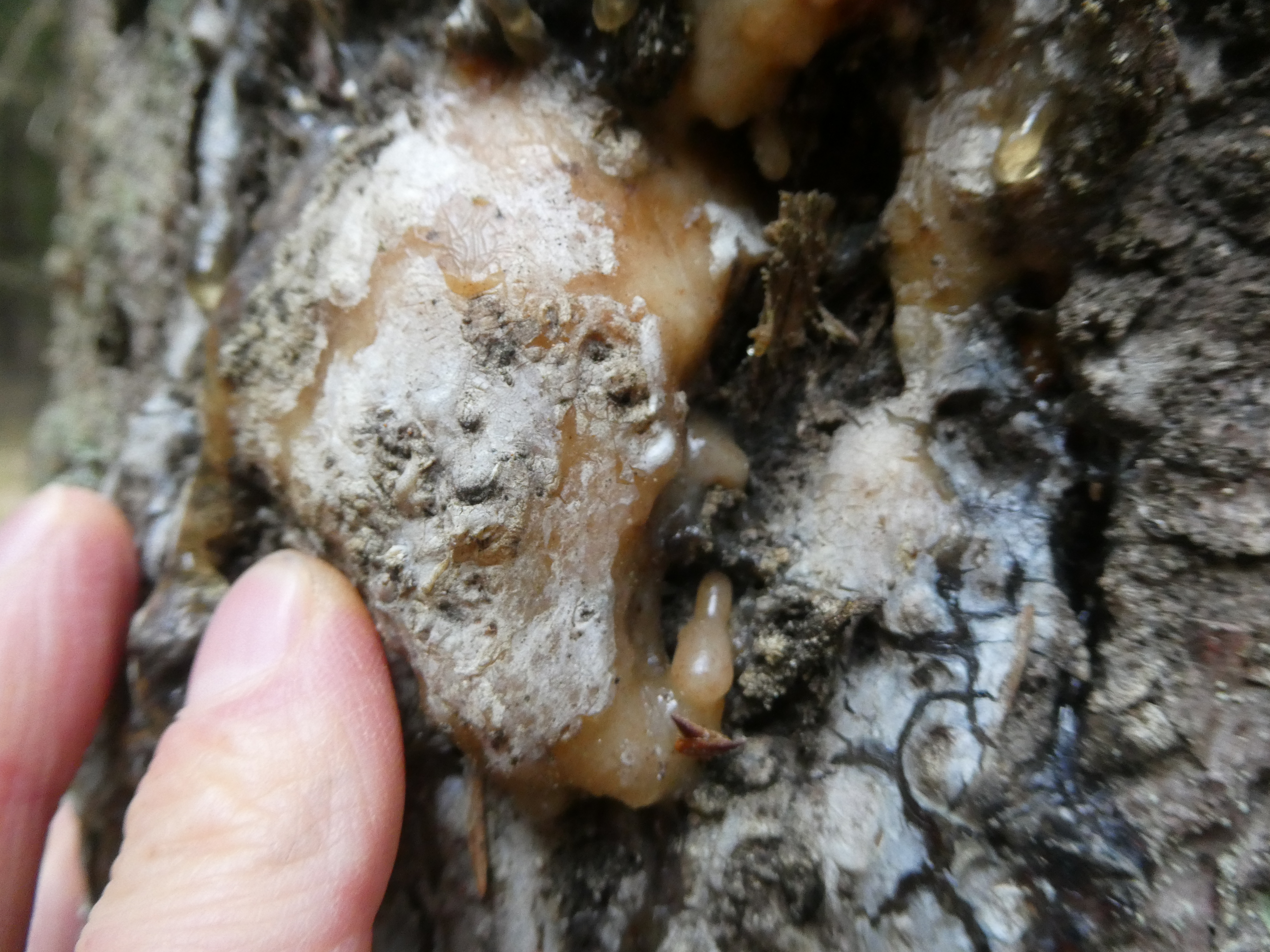 EGLĖS SAKAI SMILKYMUI/ Rinkti Rankomis