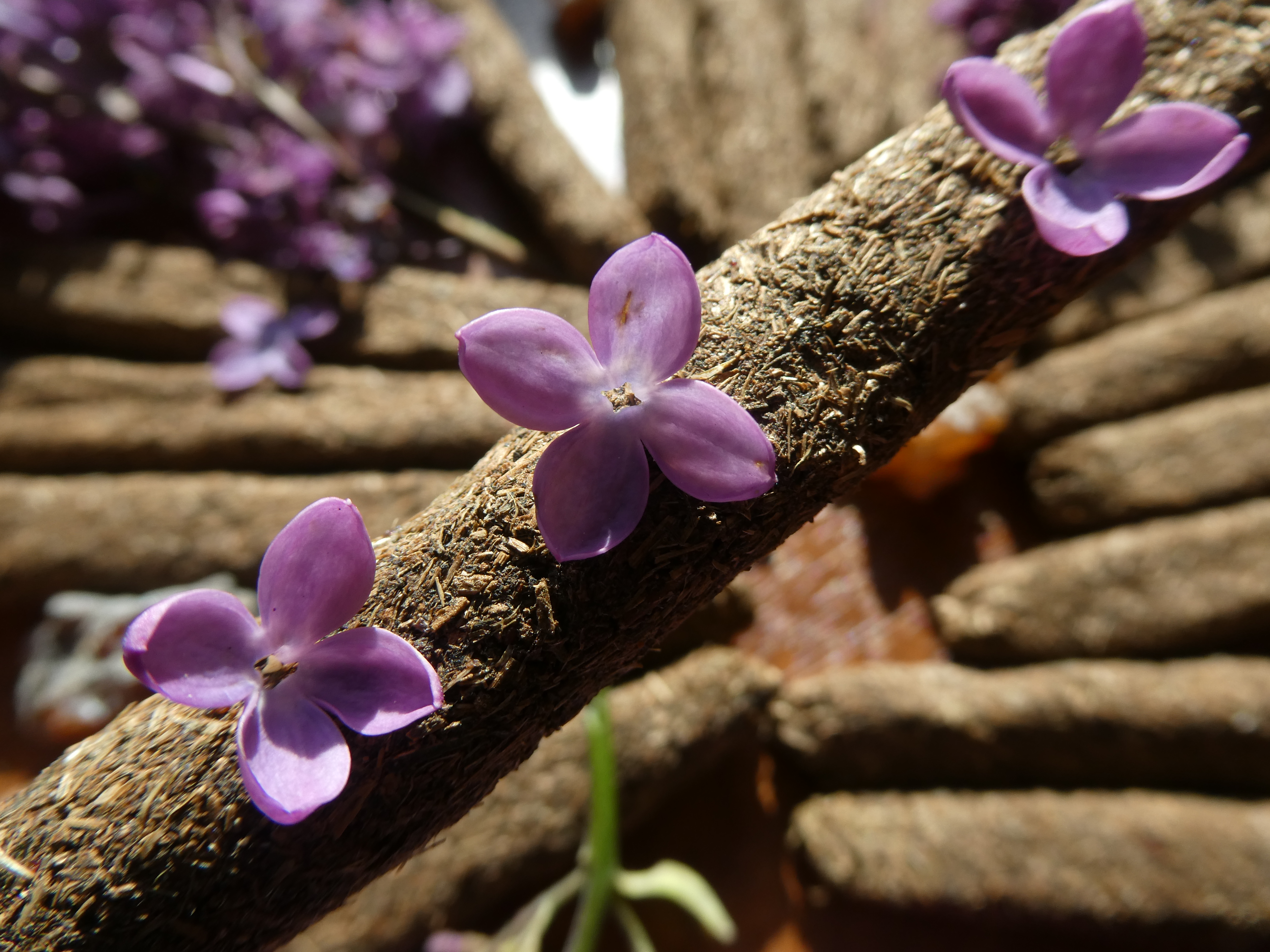 'MIRODĖ' Smilkalai Su Mira, Bičių Pikiu, Melisa, Raudonėliu, Kraujažole, Eglių Sakais