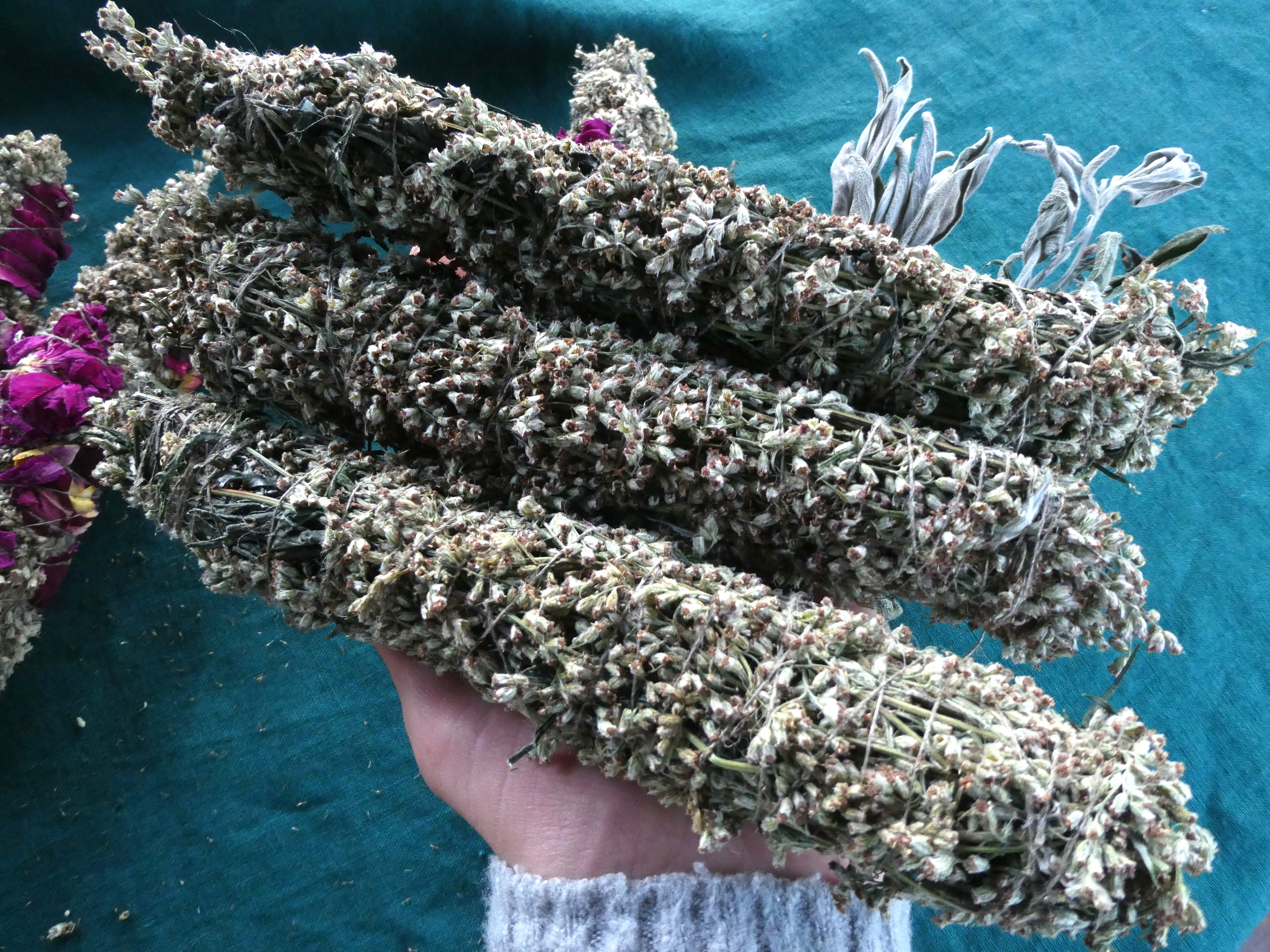 PAPRASTASIS KIETIS Artemisia Vulgaris/ Didelis Smilkymo Ryšulėlis