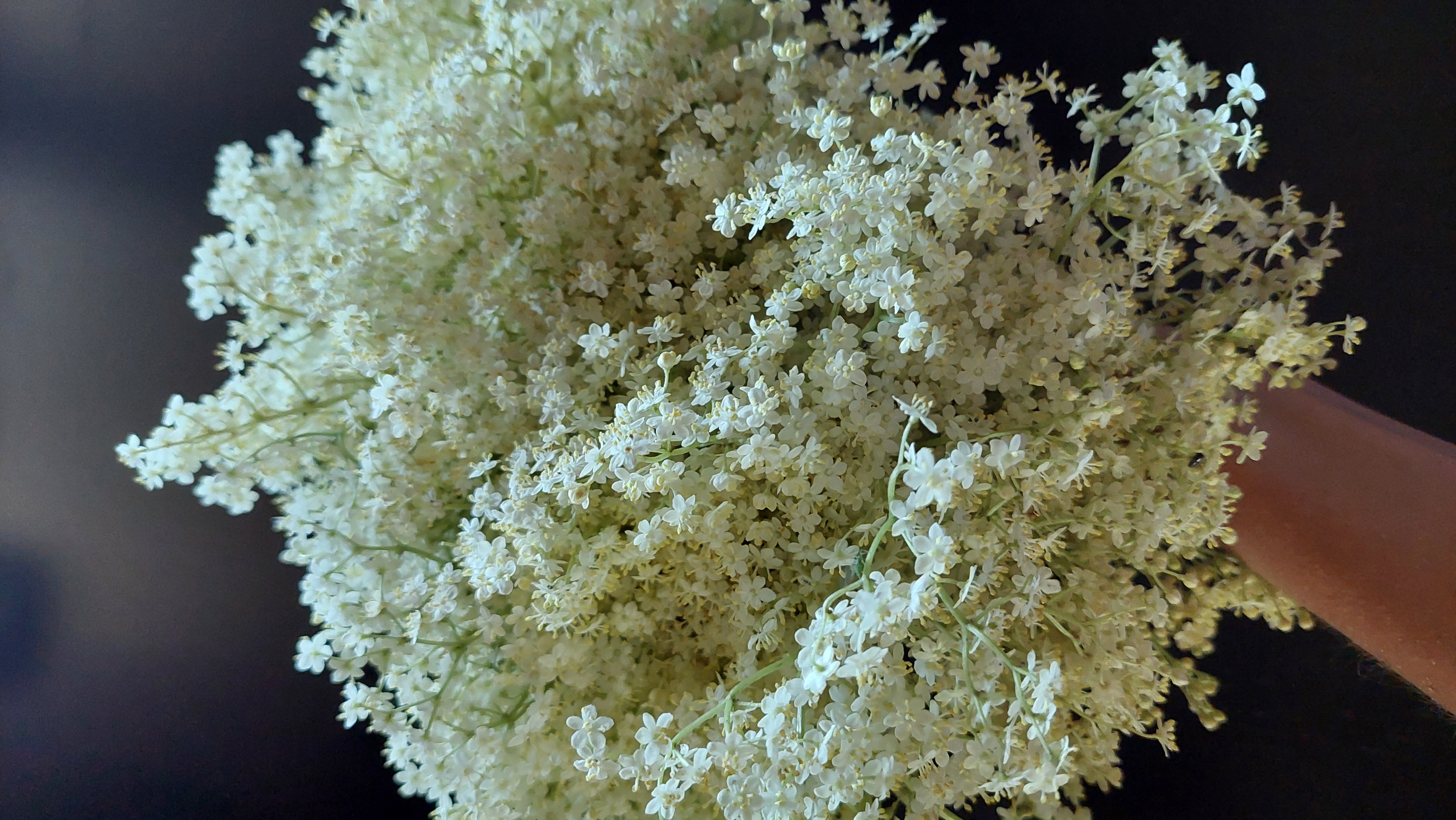 ŠEIVAMEDŽIO ŽIEDŲ RYŠULĖLIS SMILKYMUI