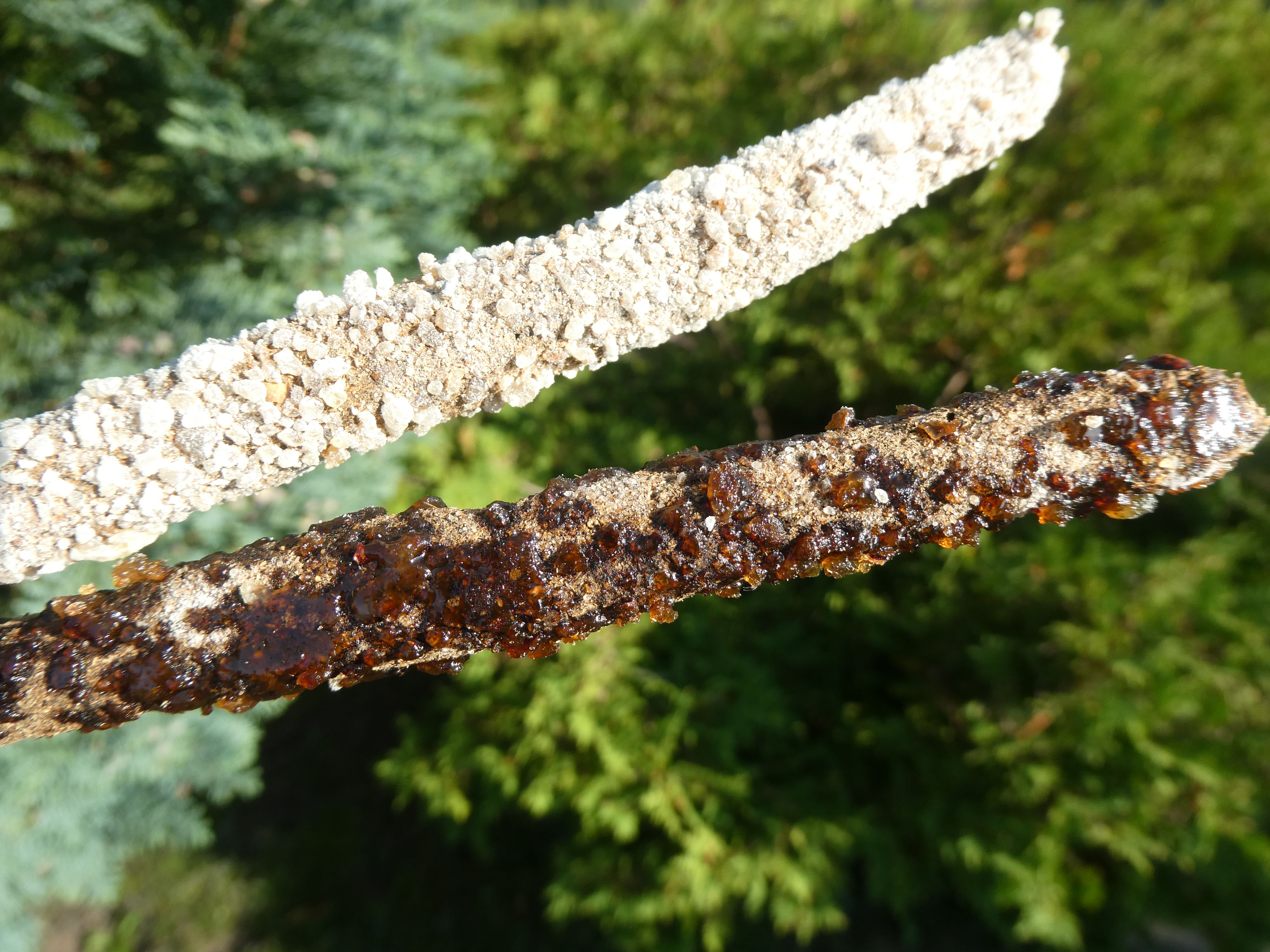 CEREMONINIAI SMILKALAI SU MIRA, FRANKINCENSU, ŽOLELĖMIS 🌀