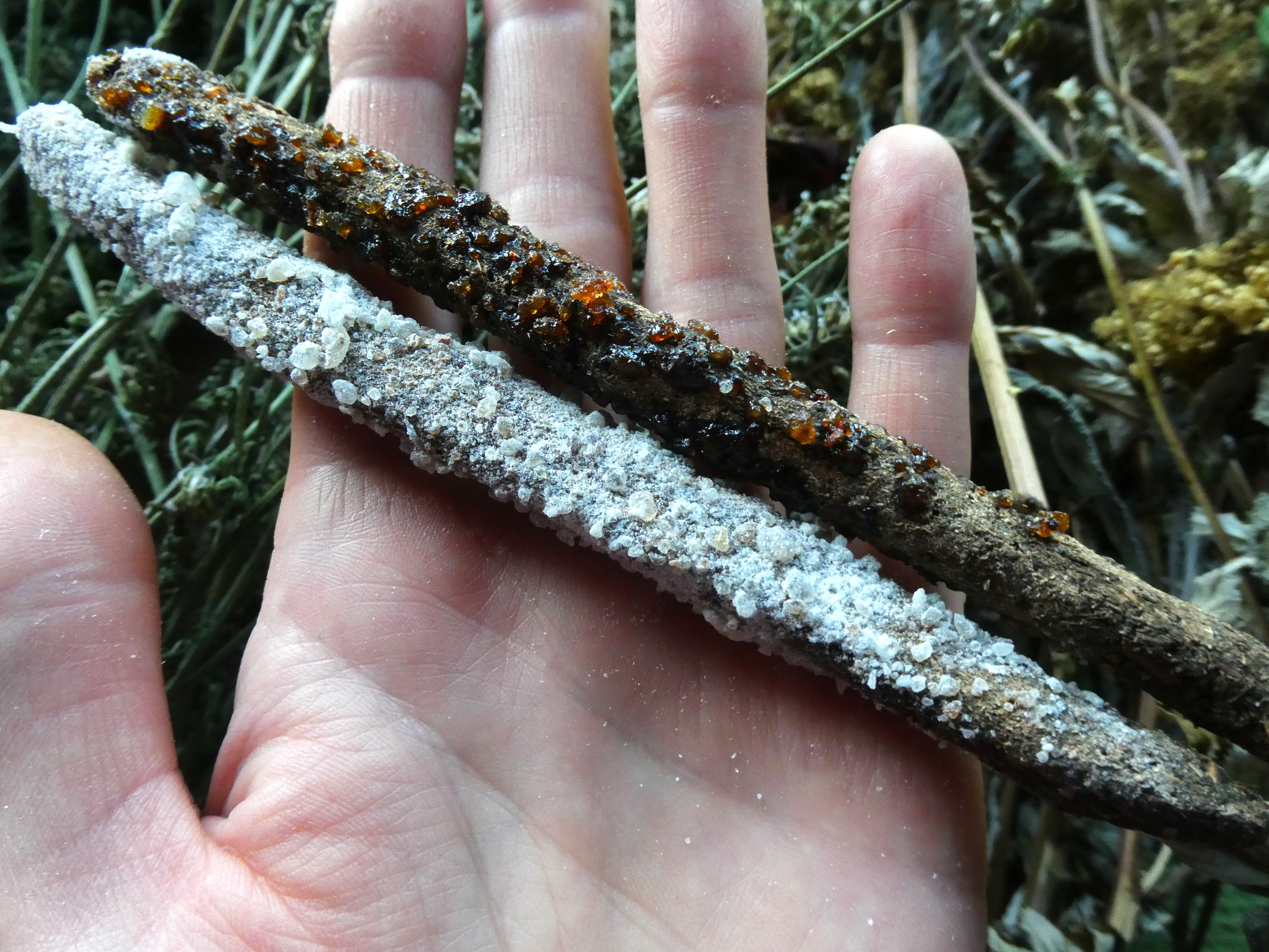 CEREMONINIAI SMILKALAI SU MIRA, FRANKINCENSU, ŽOLELĖMIS 🌀