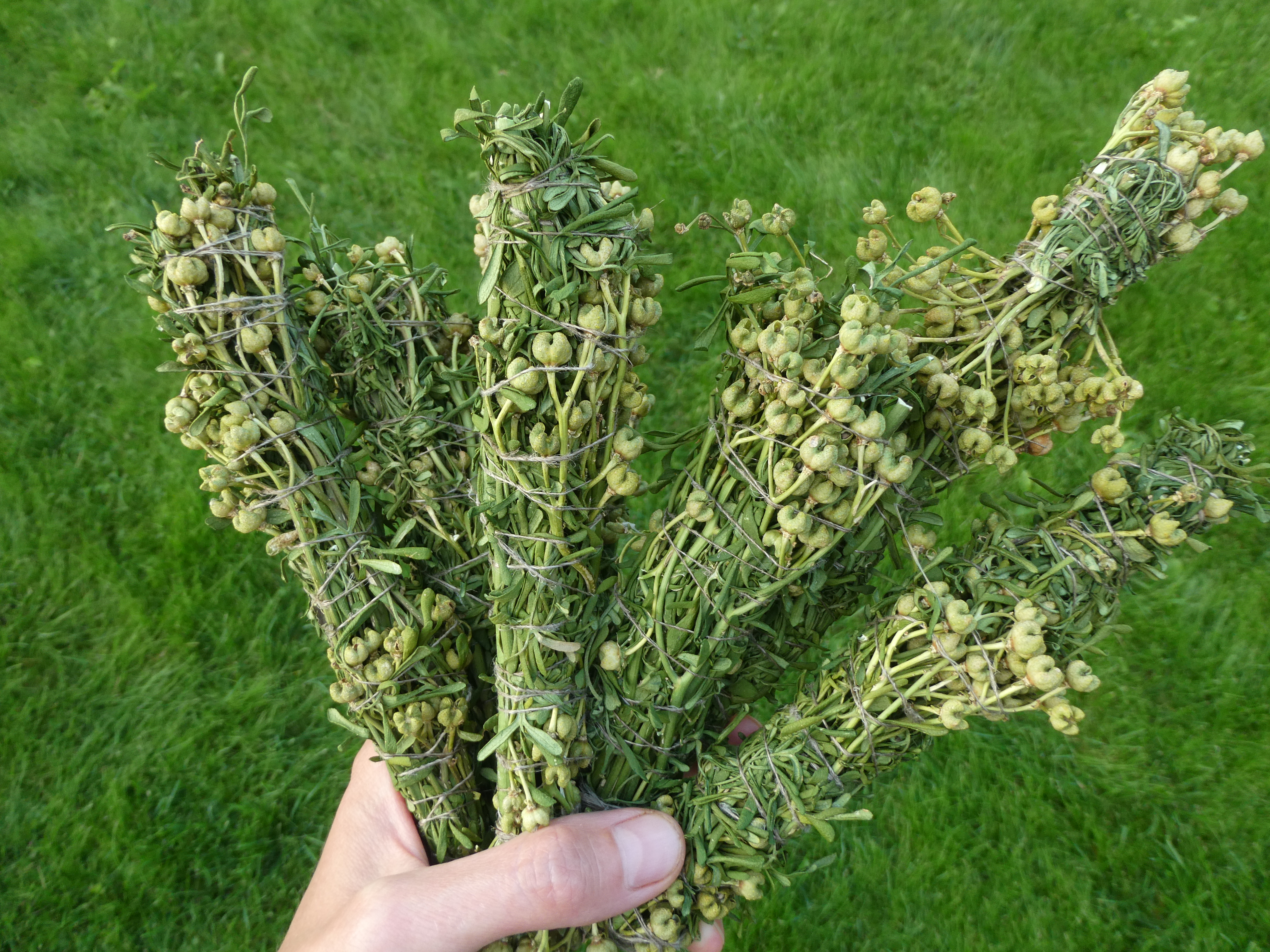 ŽALIOJI RŪTA Smilkymo Ryšulėlis