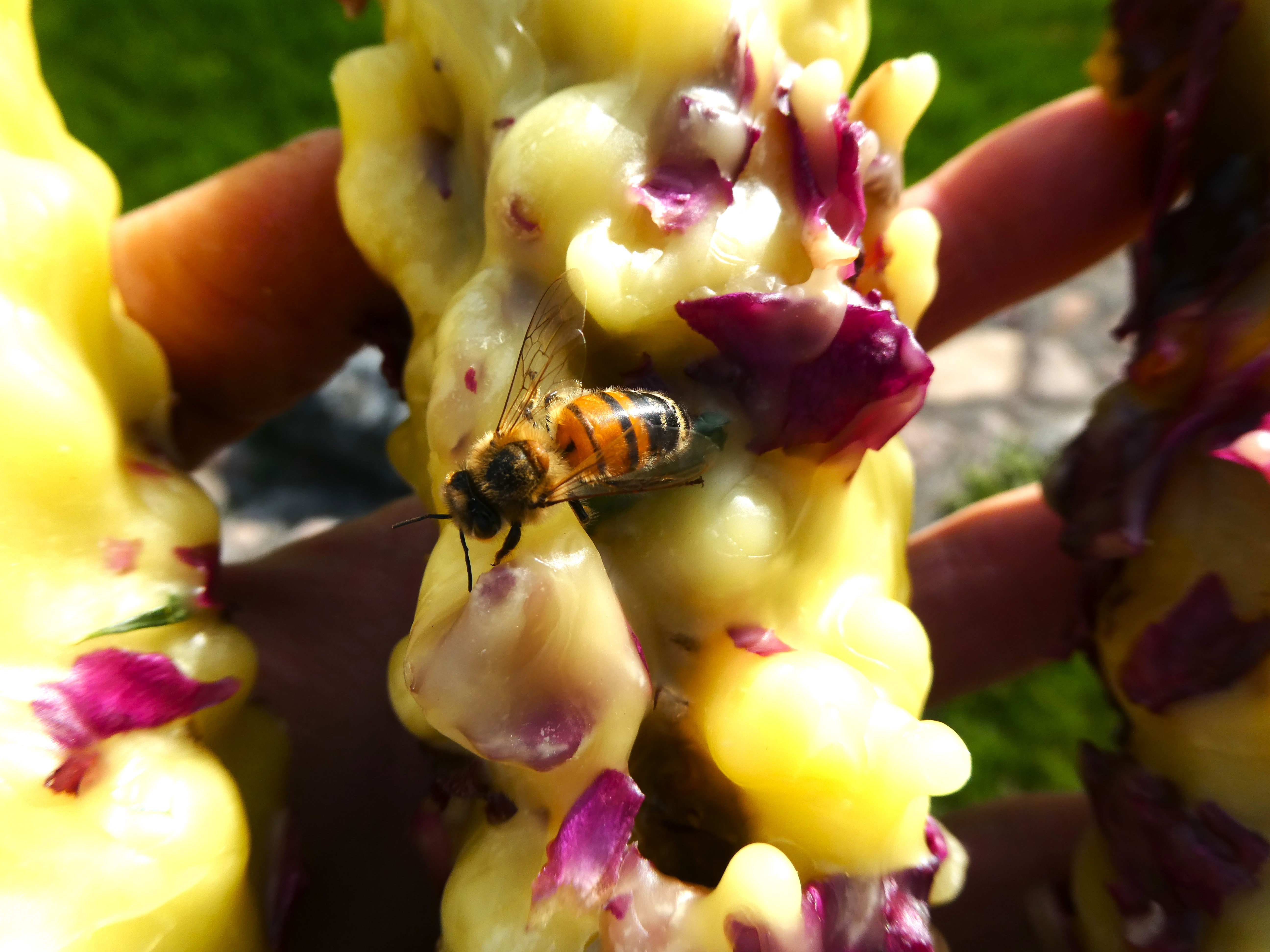 ŠIRDIES DEGLAS 🔥🌹🔥 Iš Natūralaus Bičių Vaško Ir Tūbės Augalo