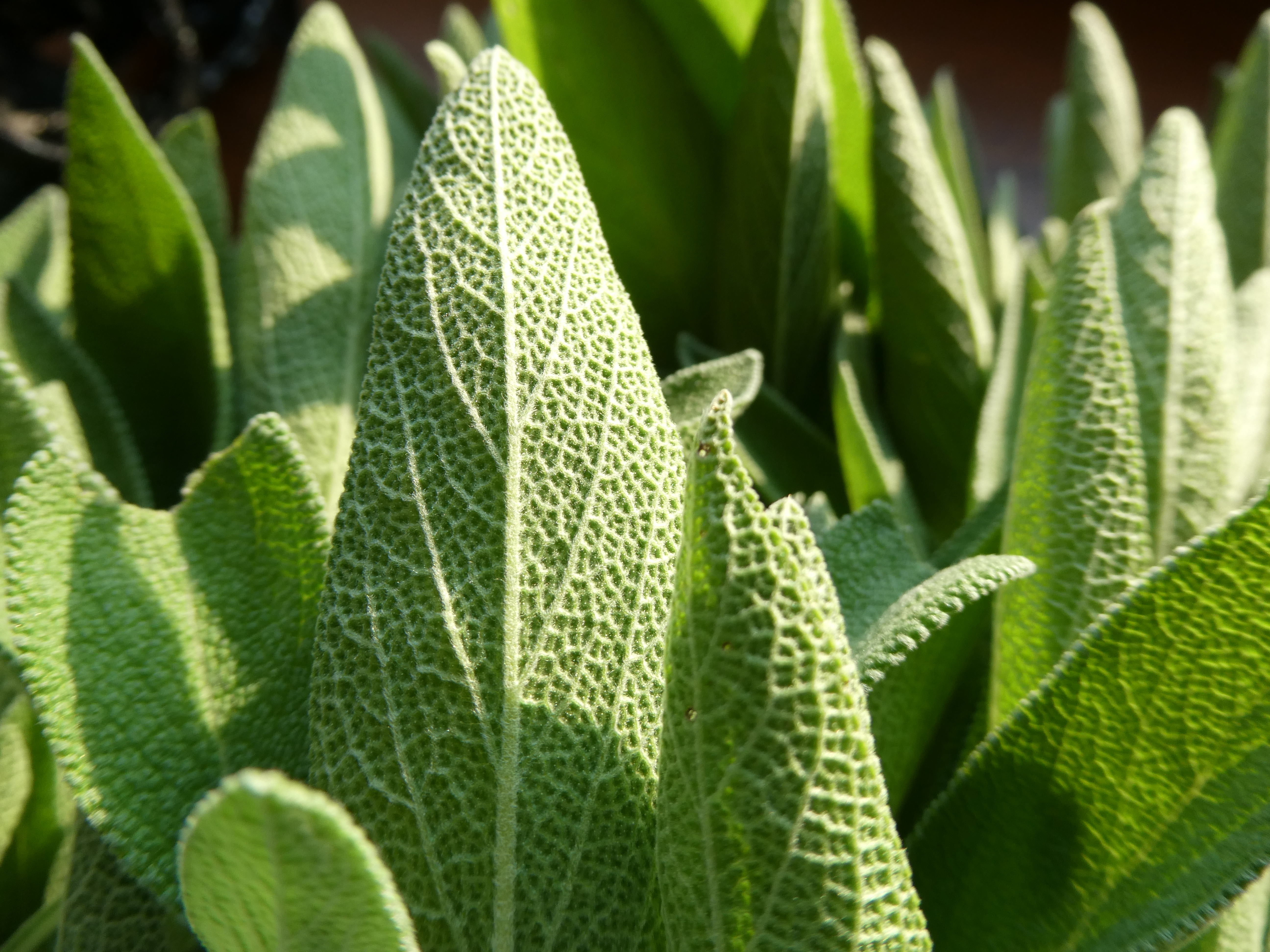 MIROS SMILKALAI Su MĖTA Ir ŠALAVIJU