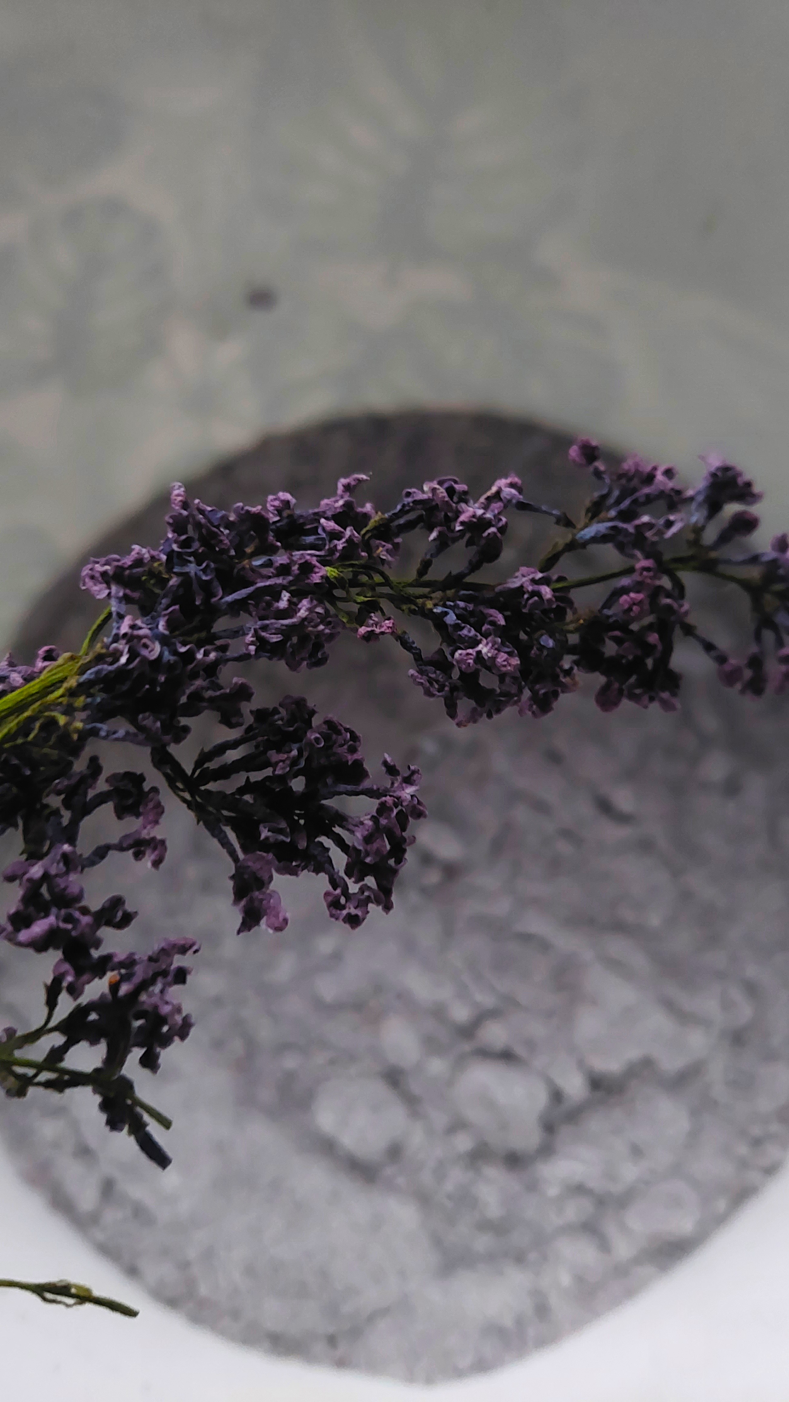 ALYVŲ ŽIEDYNŲ DRUSKA VONIAI