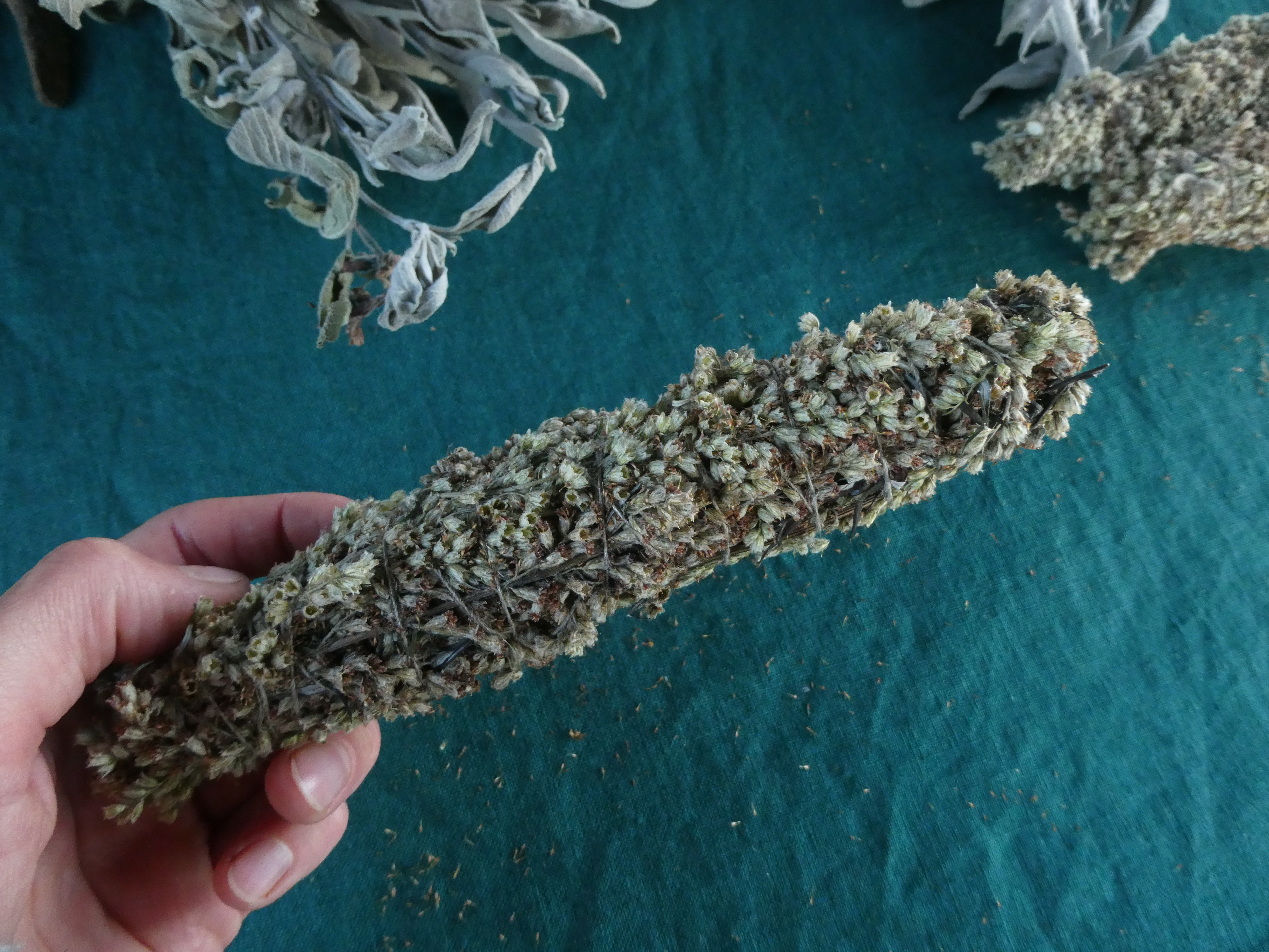 PAPRASTASIS KIETIS Artemisia Vulgaris