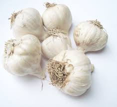 Garlic