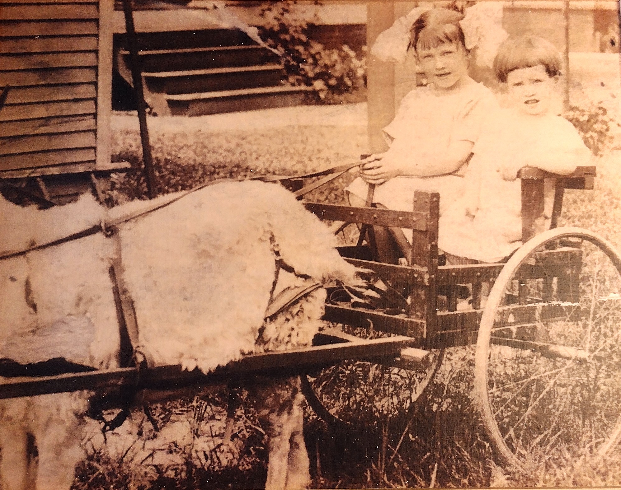 Doris and Evelyn in a goat cart