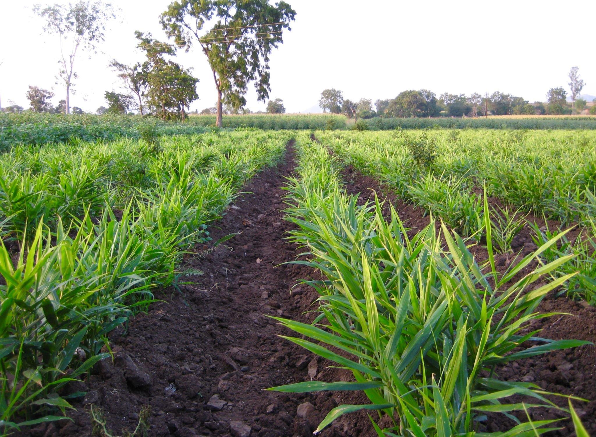 Ground Ginger Powder