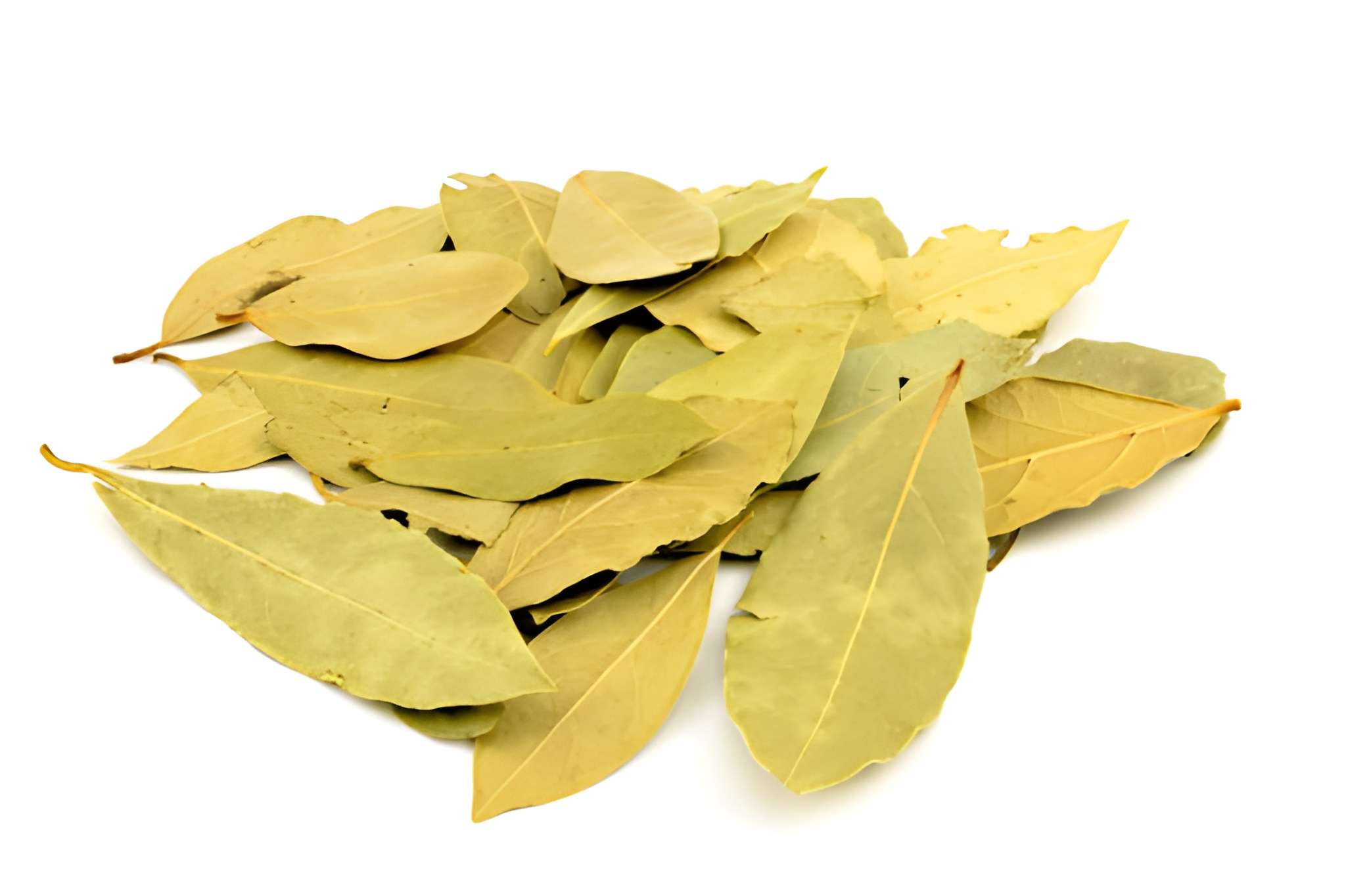 Bay Leaf