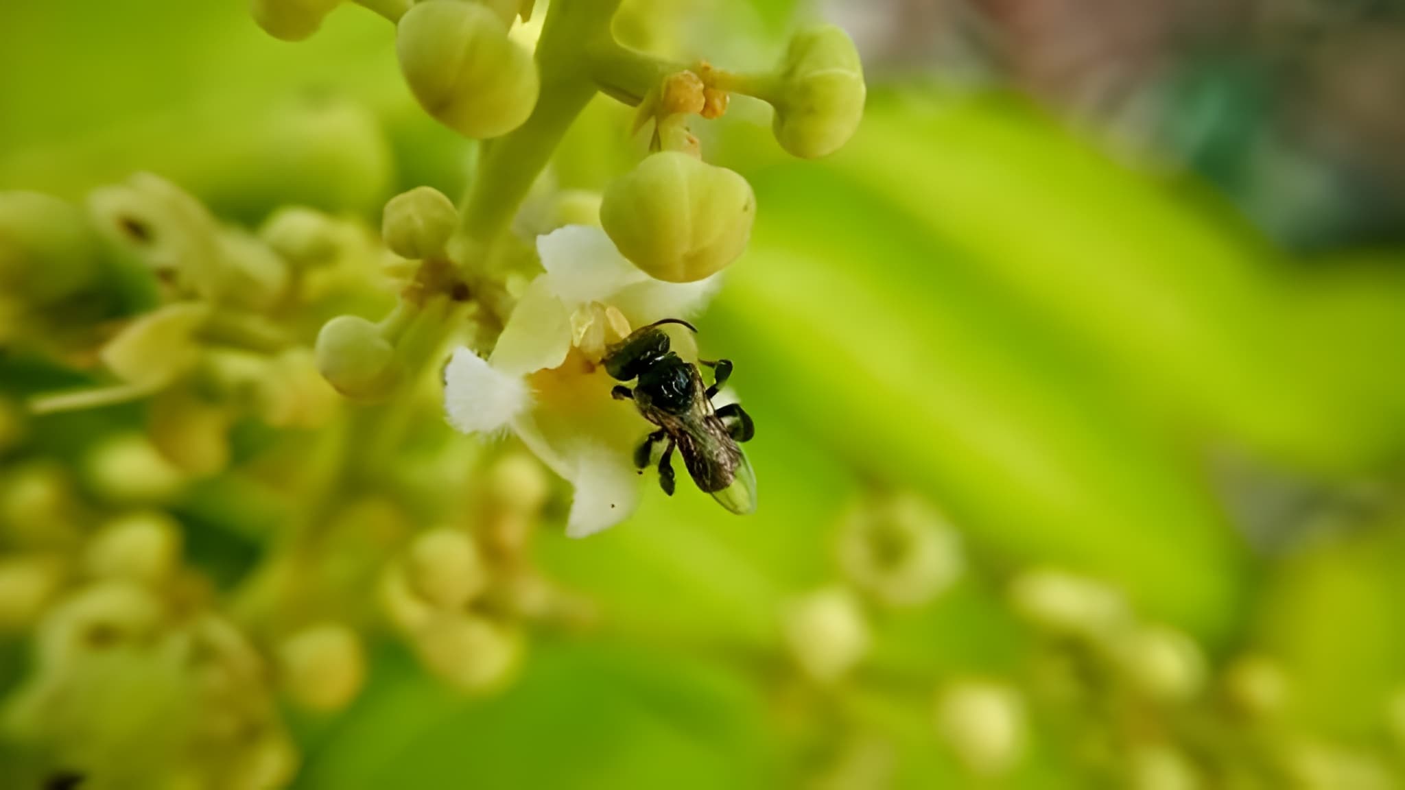 Stingless Bee Honey / Cheruthen
