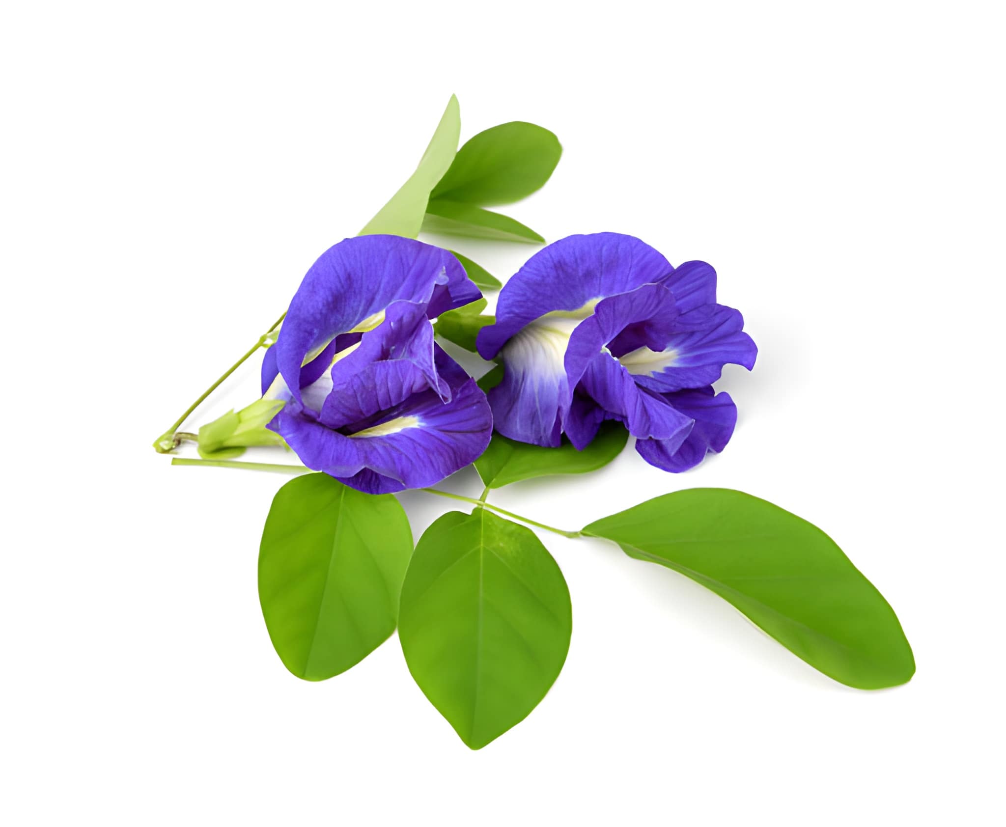 Butterfly Pea Flower