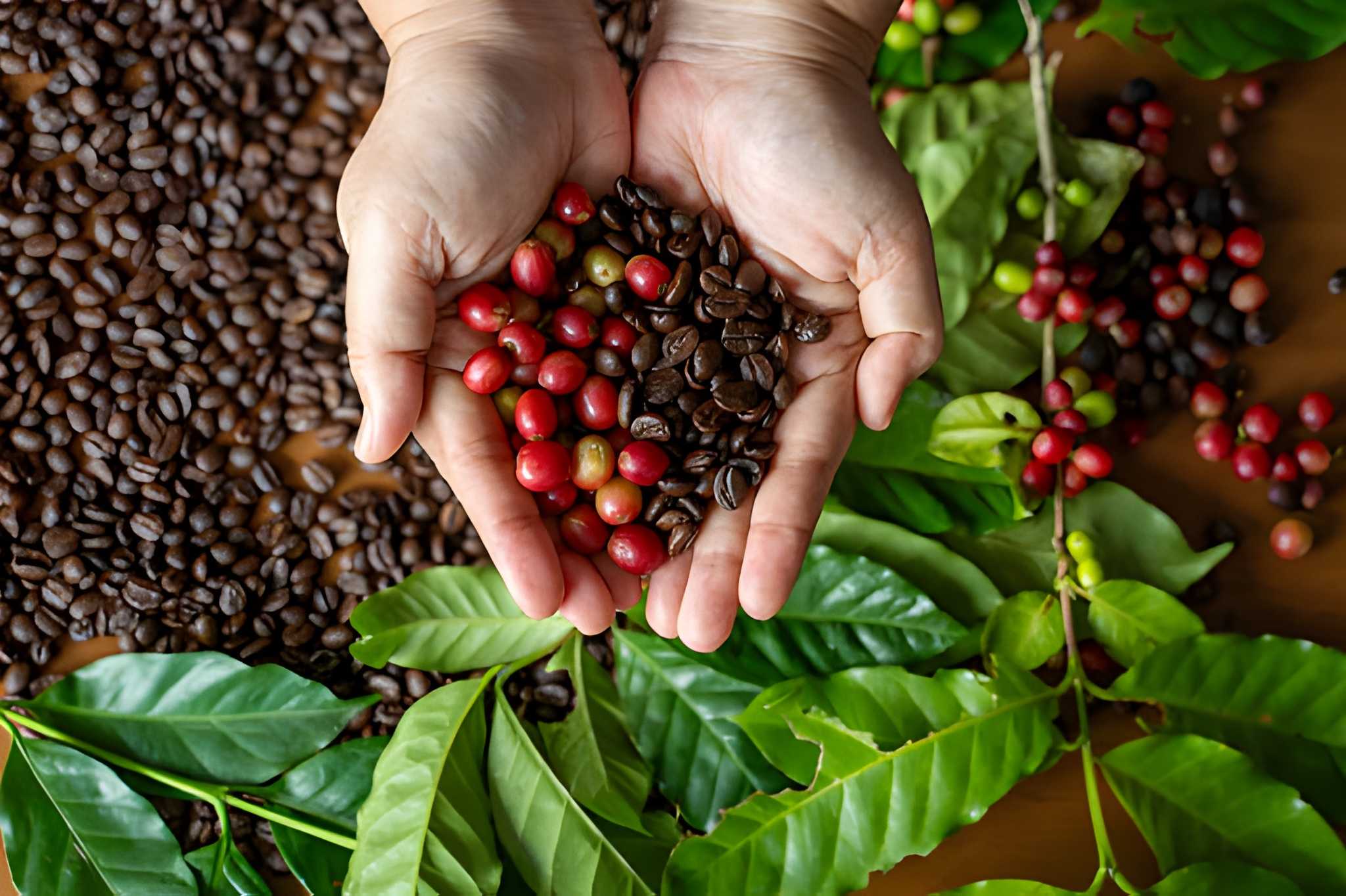 Premium Coffee Powder