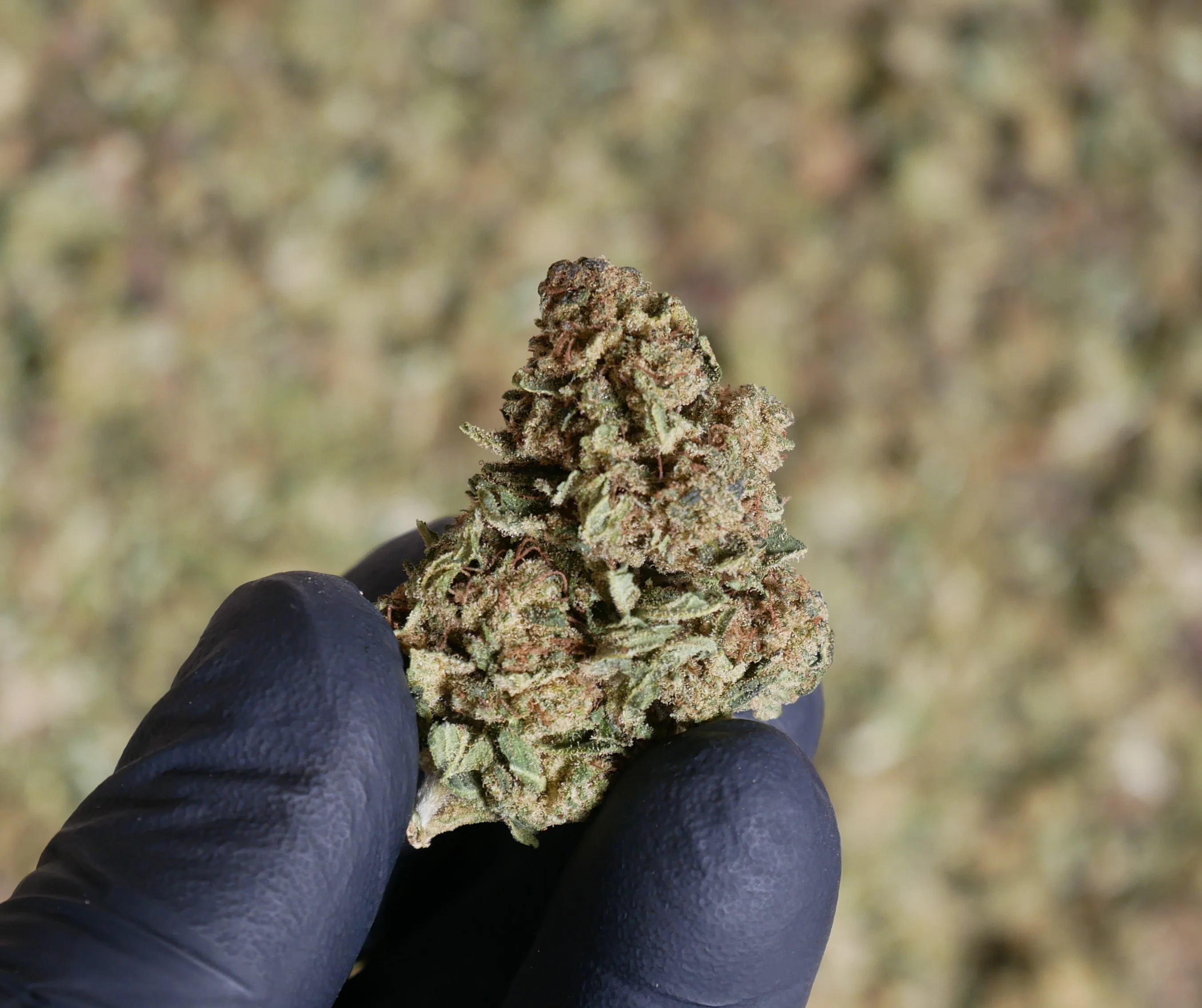 Purple Kush FR Bio