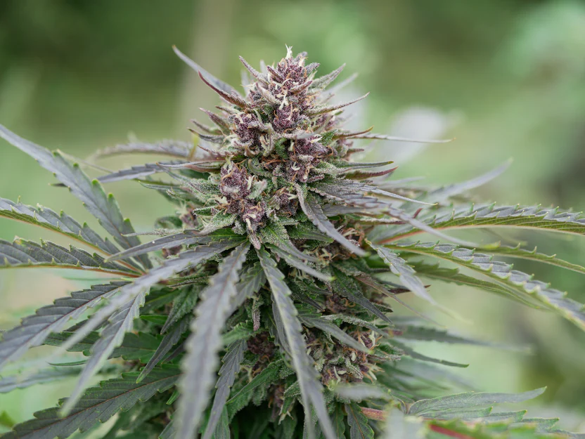 Purple Kush FR Bio