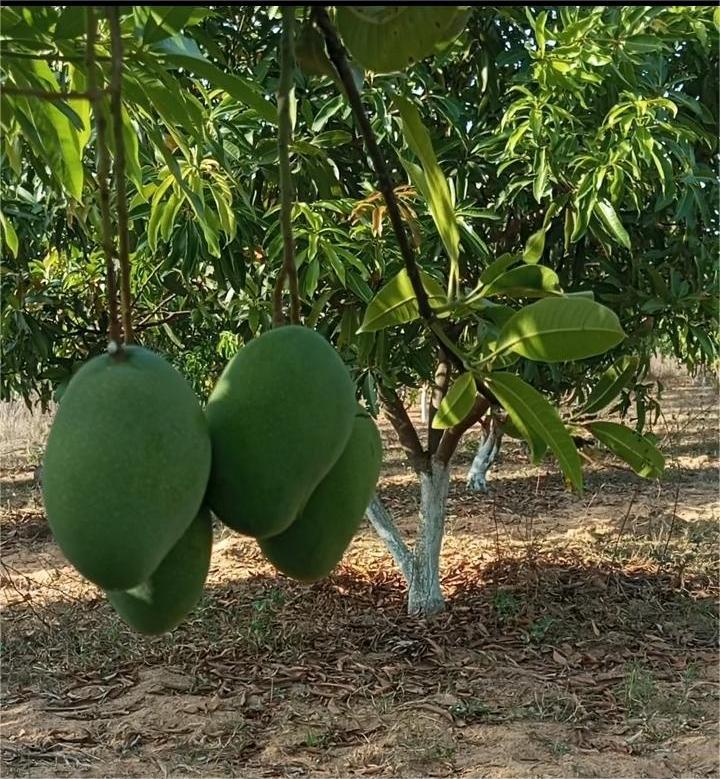 SNF Sendriya's Organic Mangoes by Farmer PNR