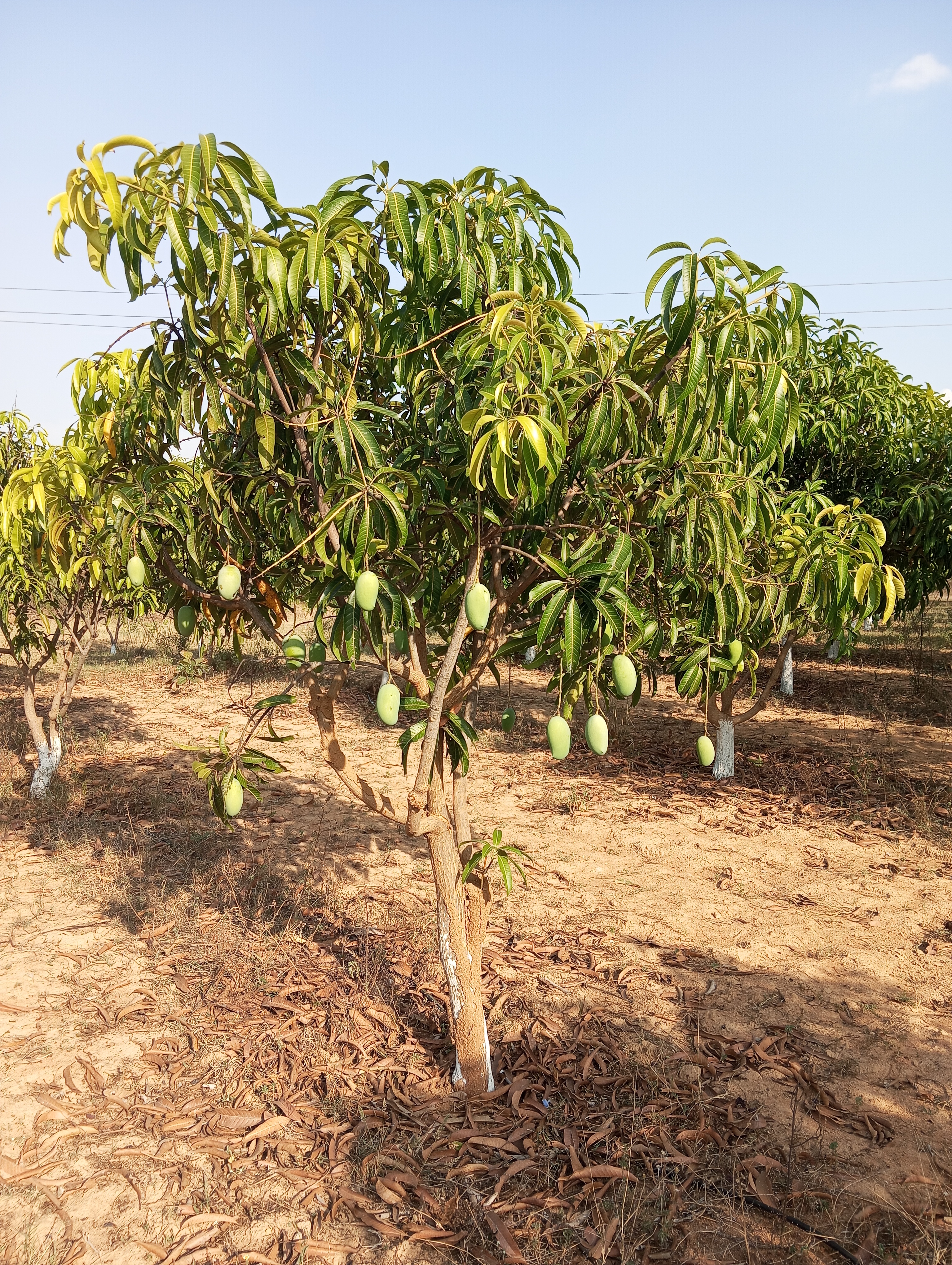 SNF Sendriya's Organic Mangoes by Farmer PNR