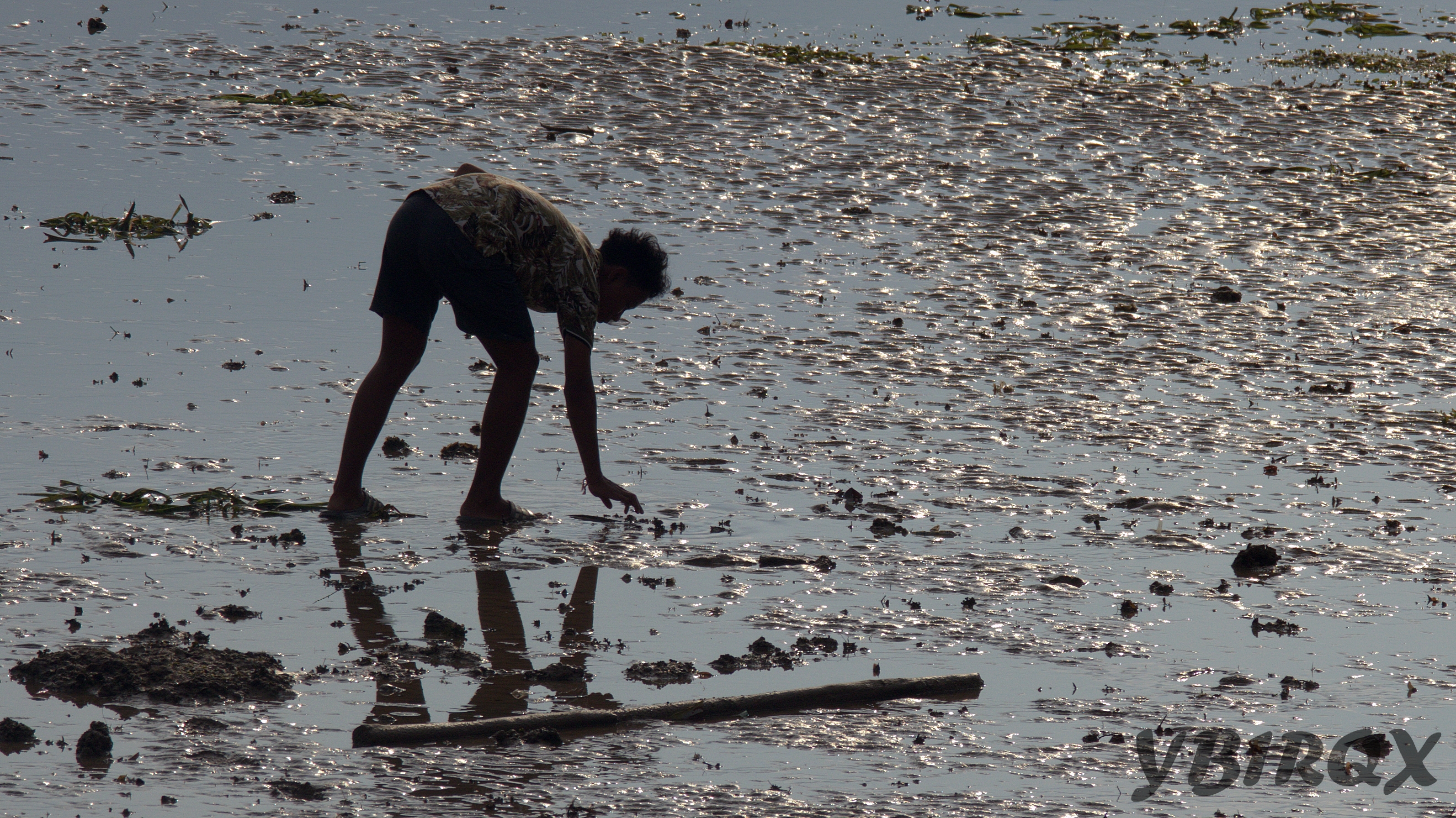 Looking for Gonggong - daily routine while low tide