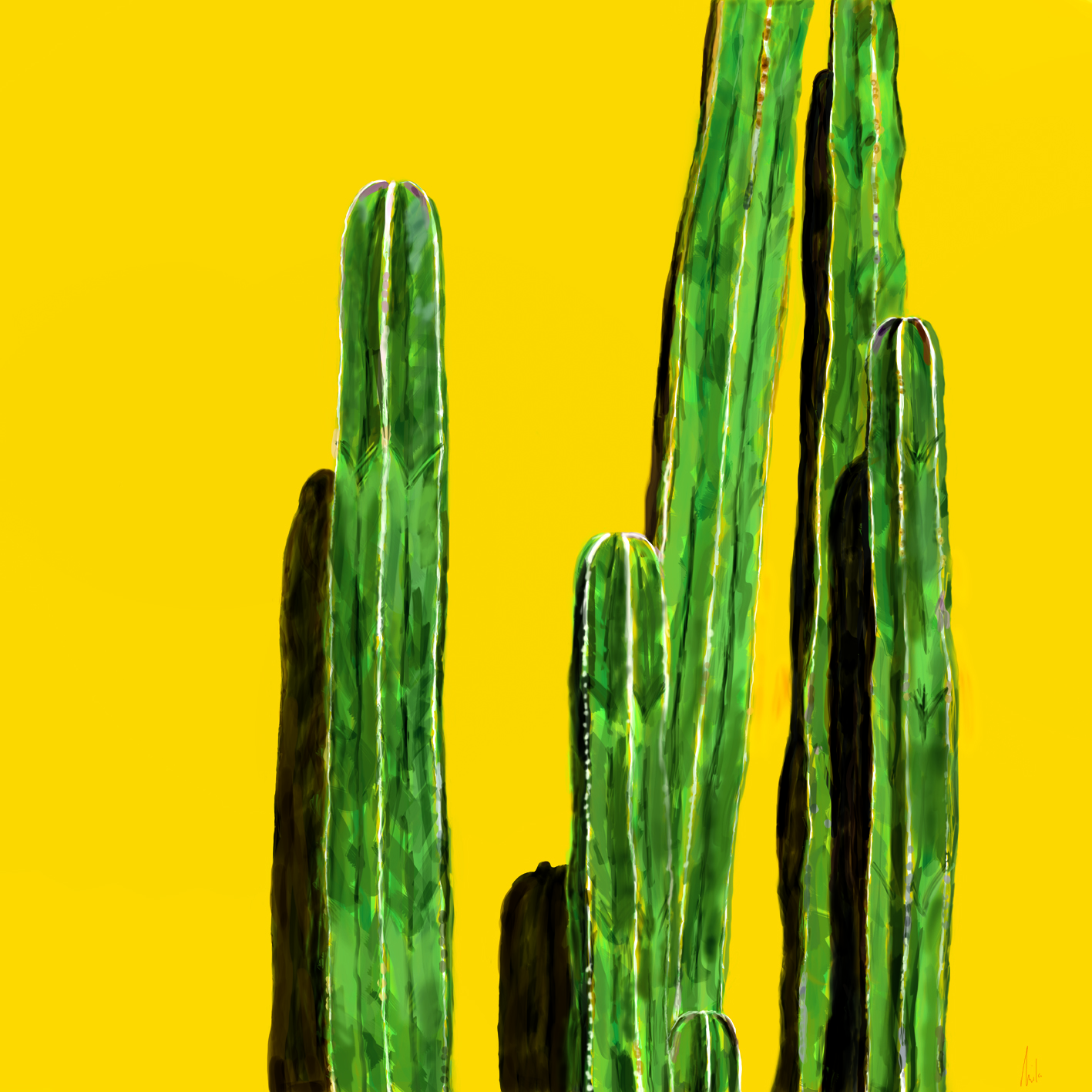 Cactus decorativo