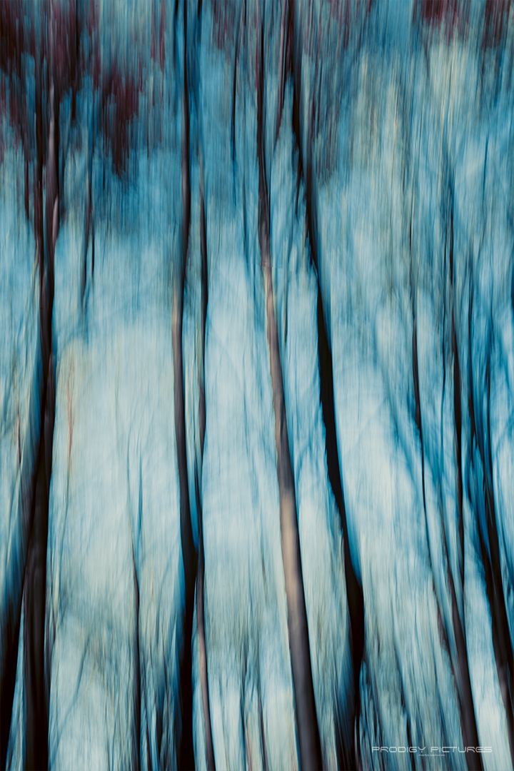 Hunting through the trees