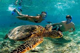 Cenote tour and snorkeling with turtles